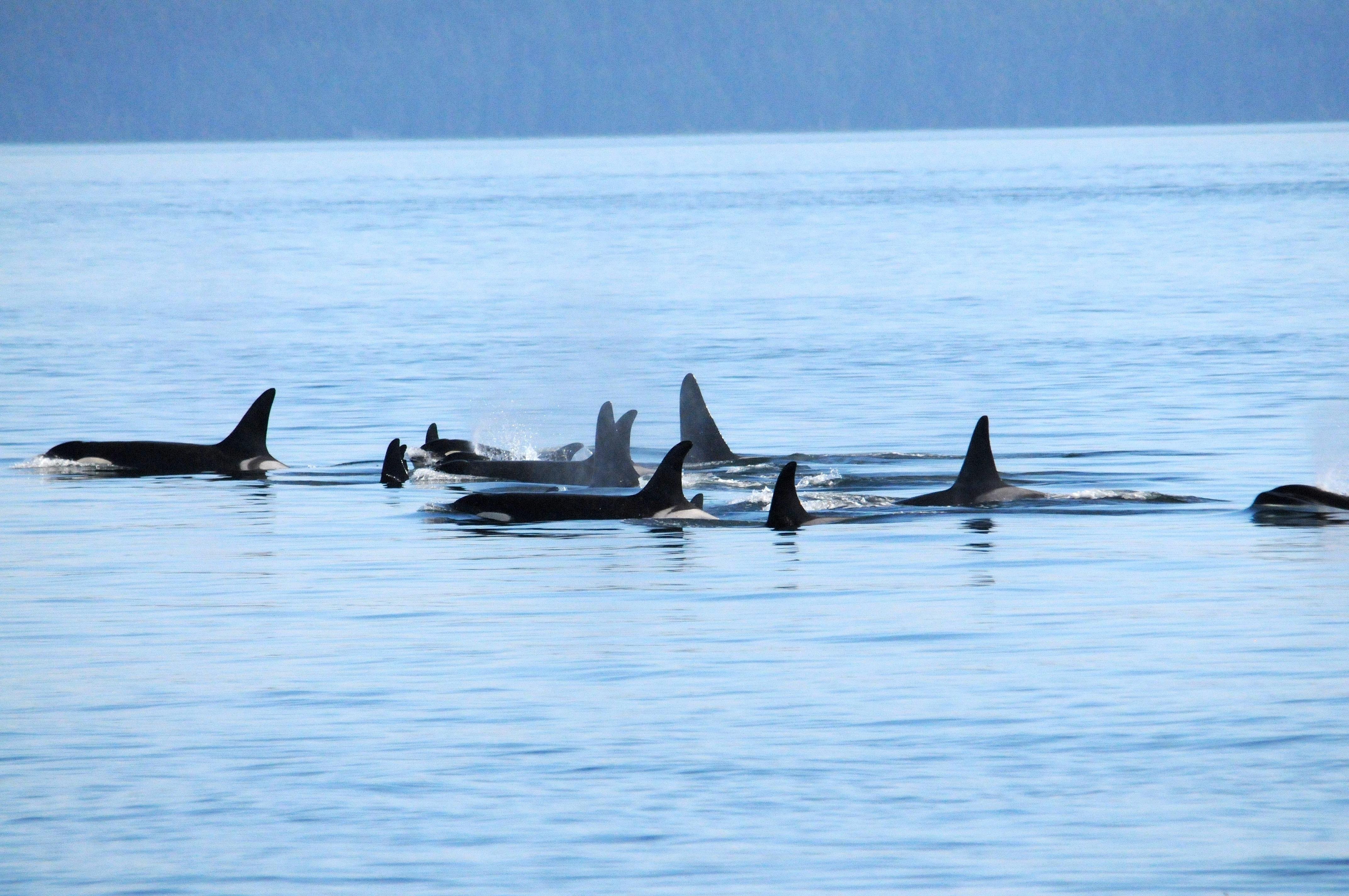 Vancouver whale watching tour — orcas and marine wildlife in the Salish Sea — image 6