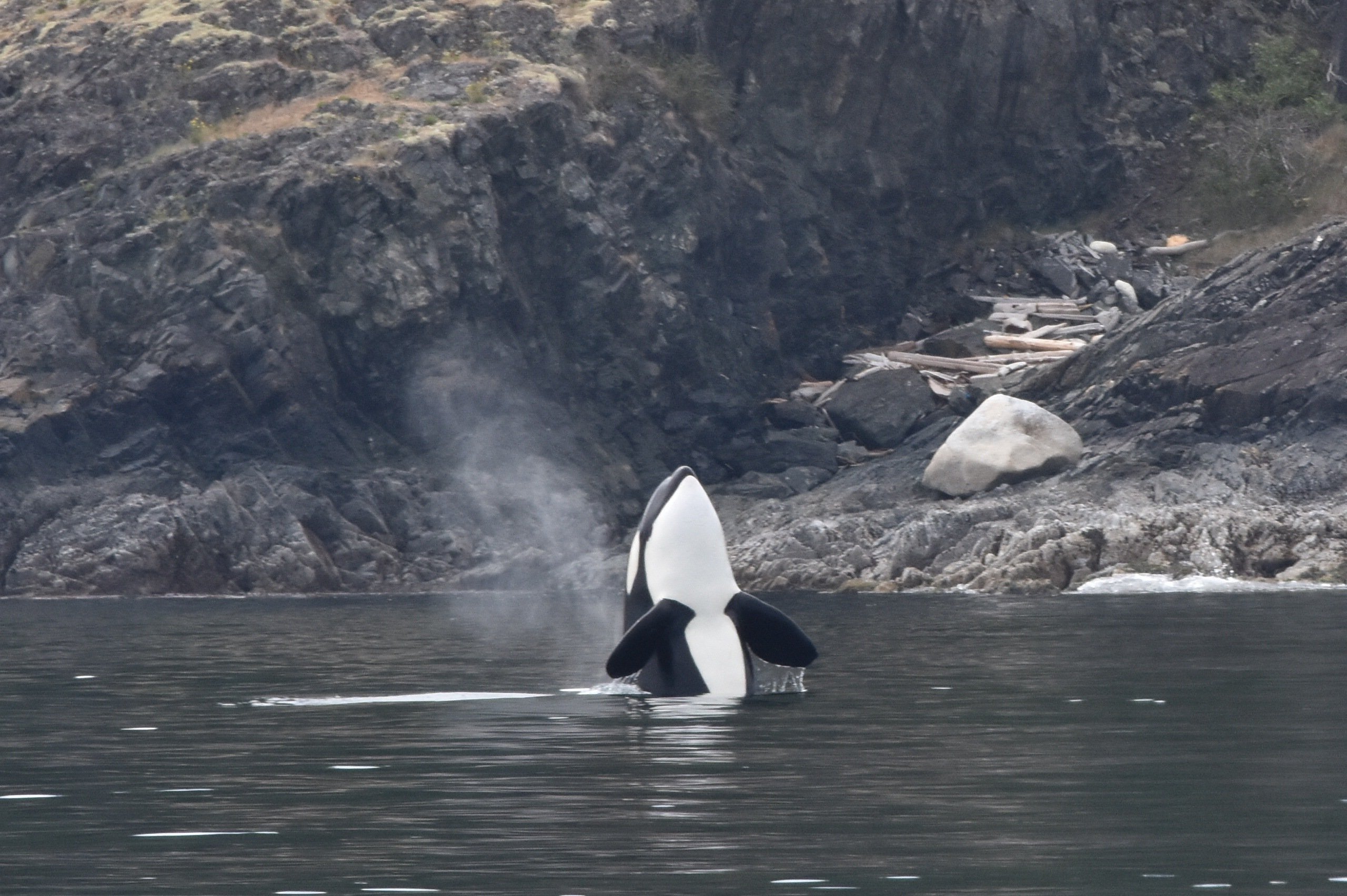 Vancouver whale watching tour — orcas and marine wildlife in the Salish Sea — image 13