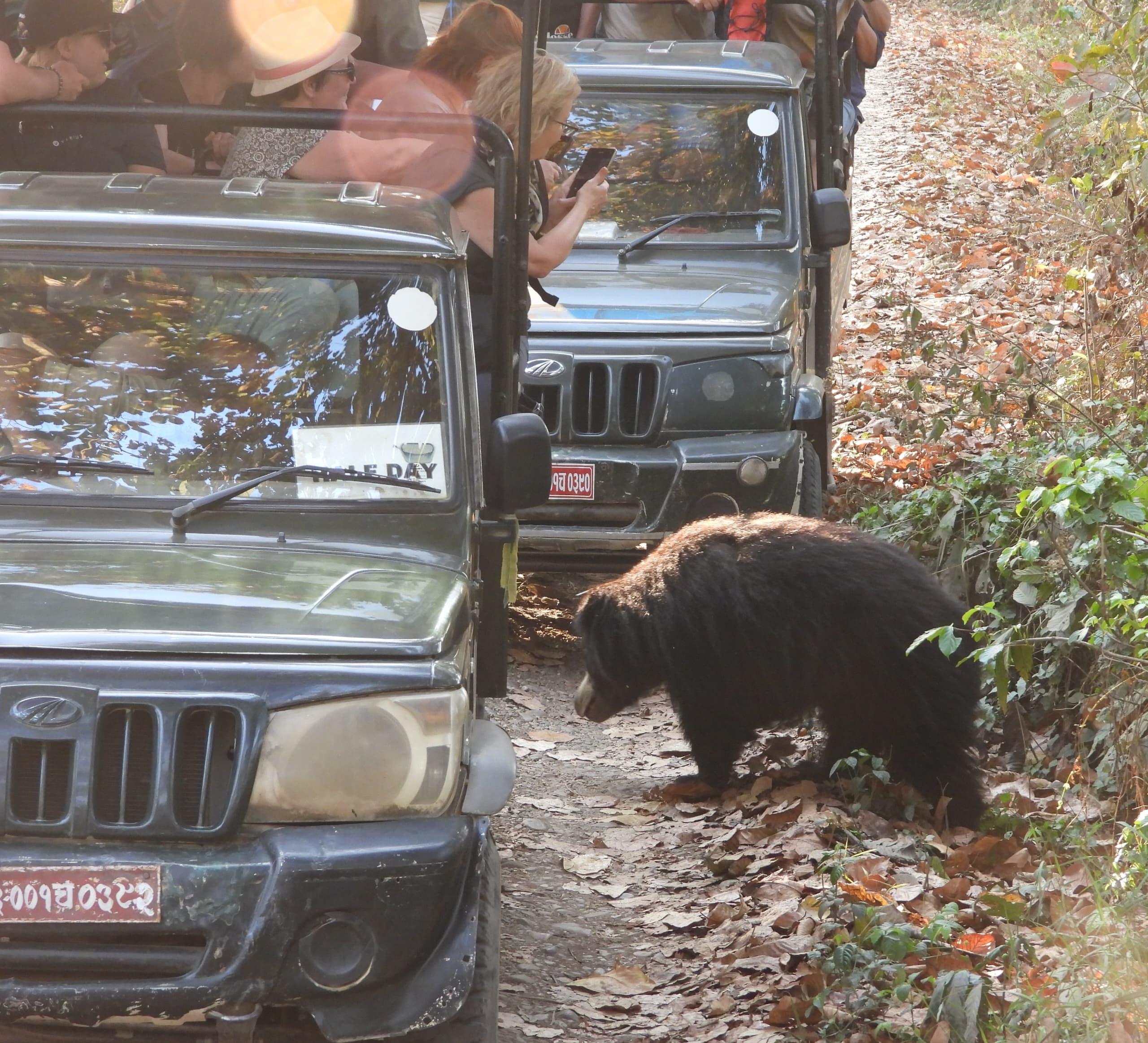 Chitwan Wildlife Adventure: Canoe, Safari & Birdwatching