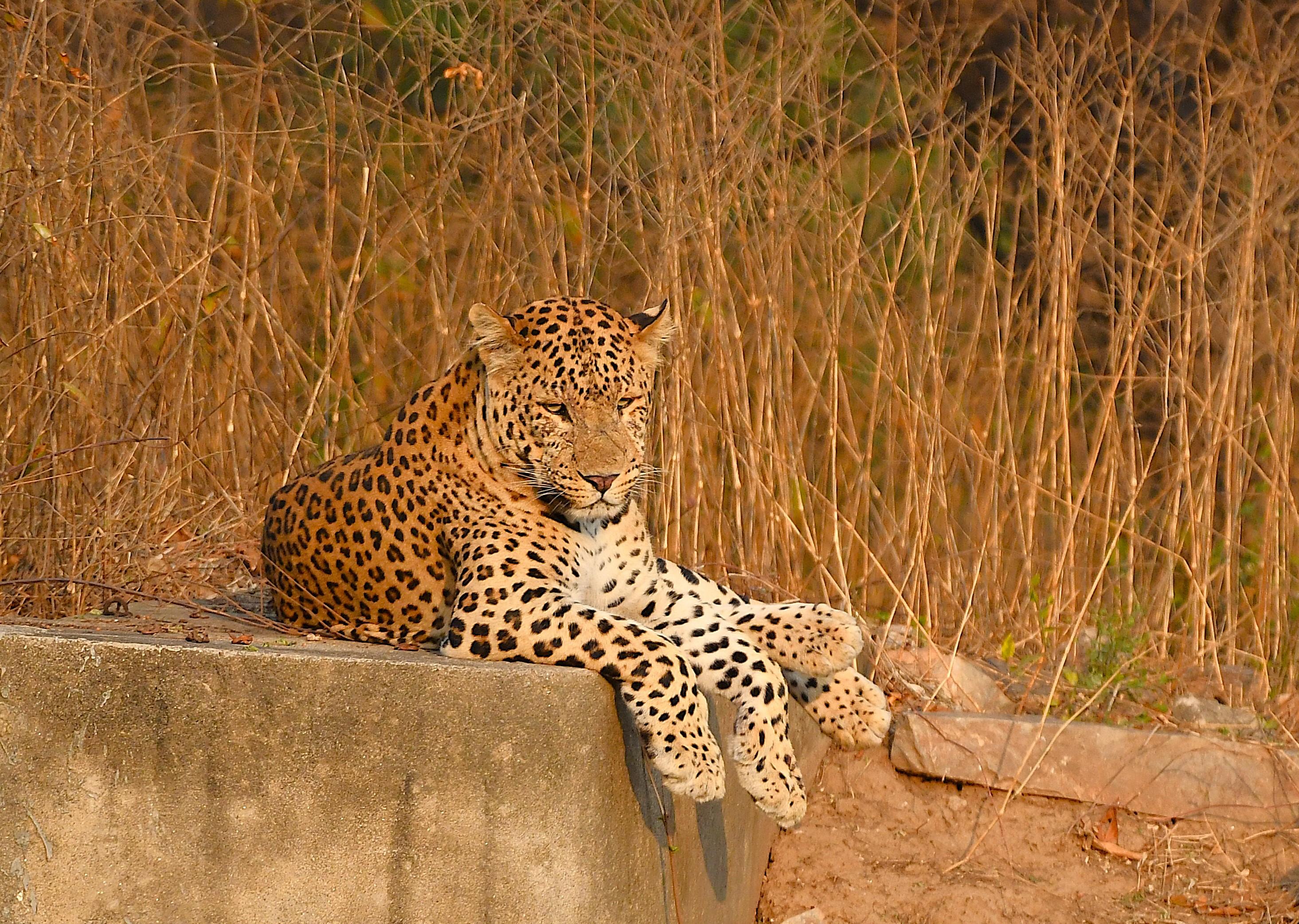 Jhalana Leopard Safari – Jaipur Wildlife Adventure