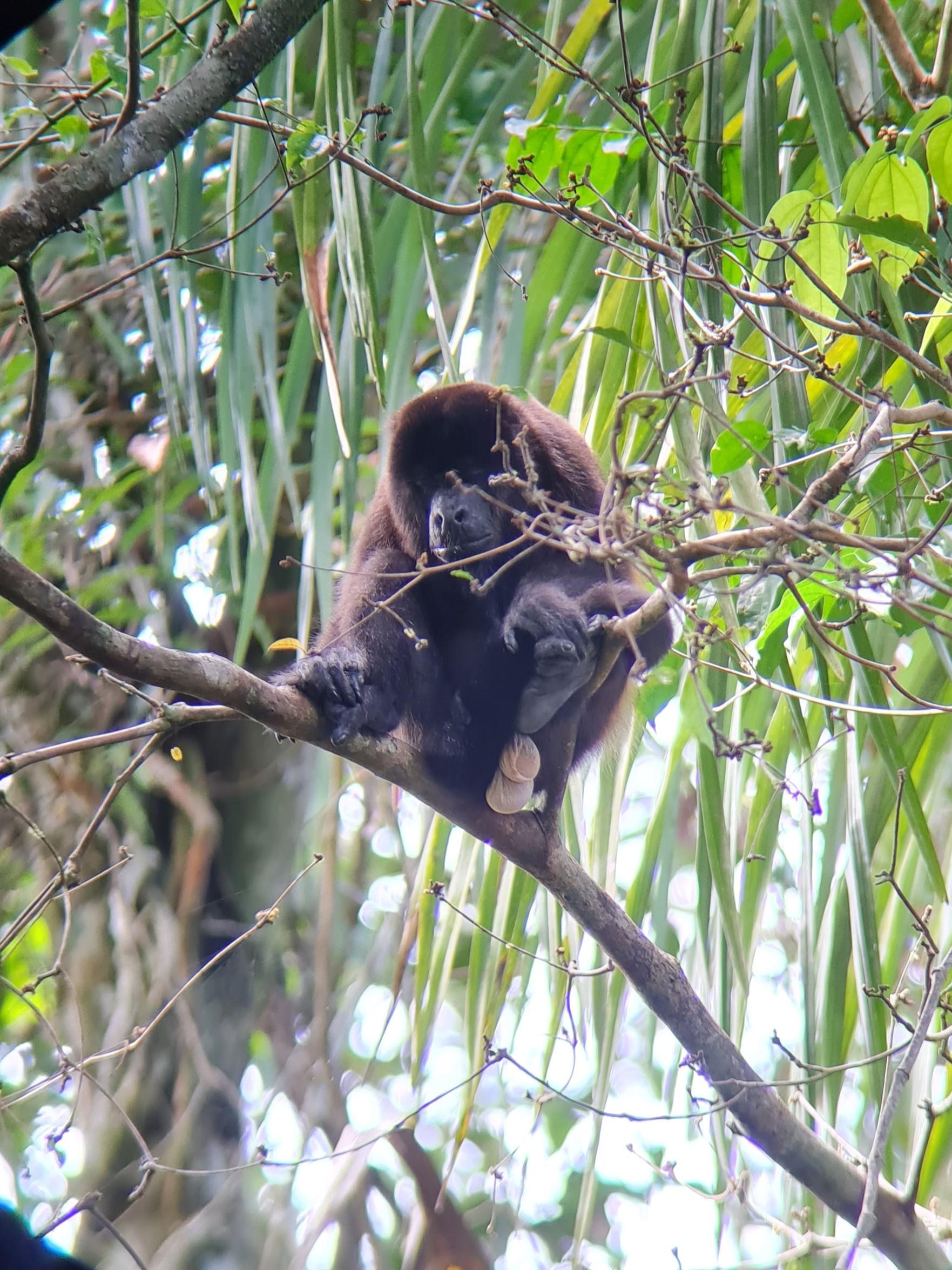 Manuel Antonio National Park: Expert-Guided Wildlife Hike