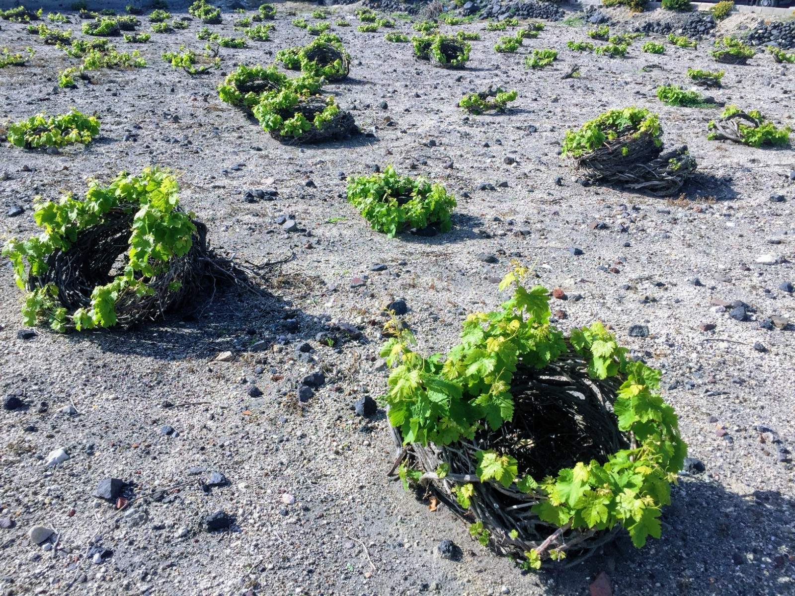 wine tour in Santorini — photo 3