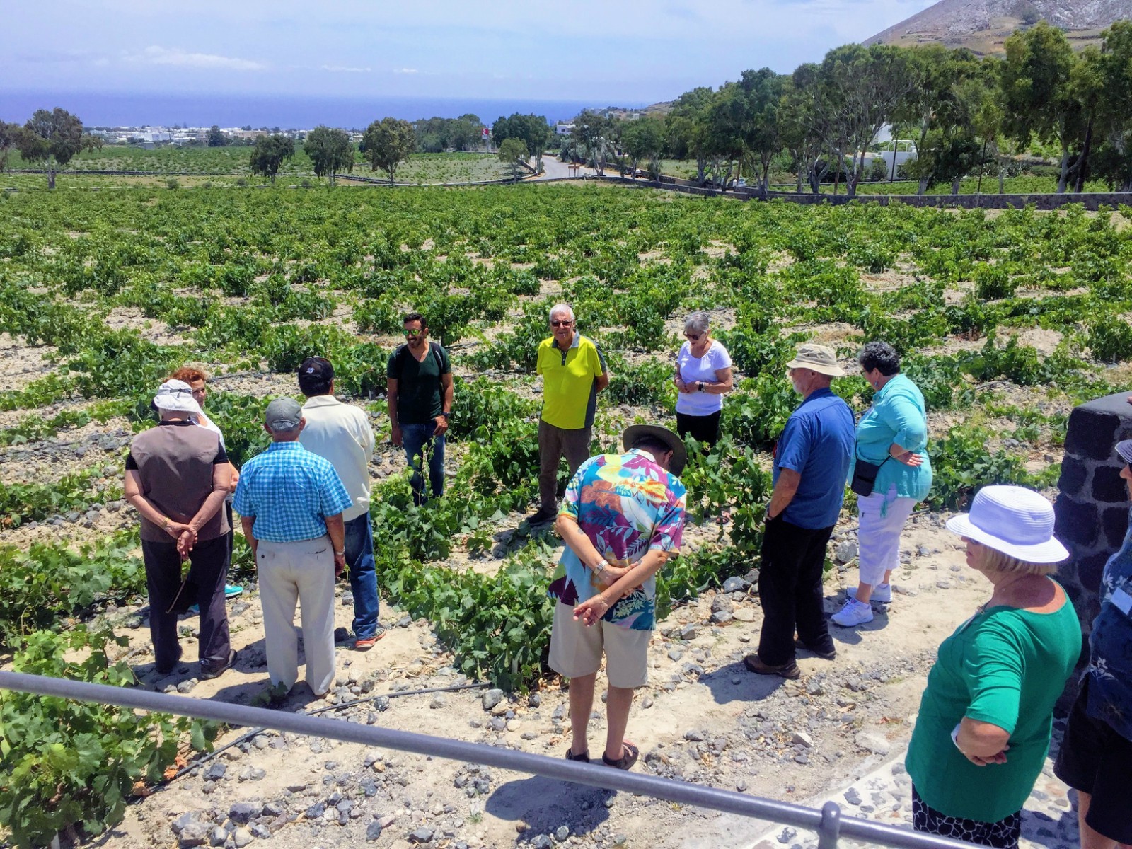 wine tour in Santorini — photo 5