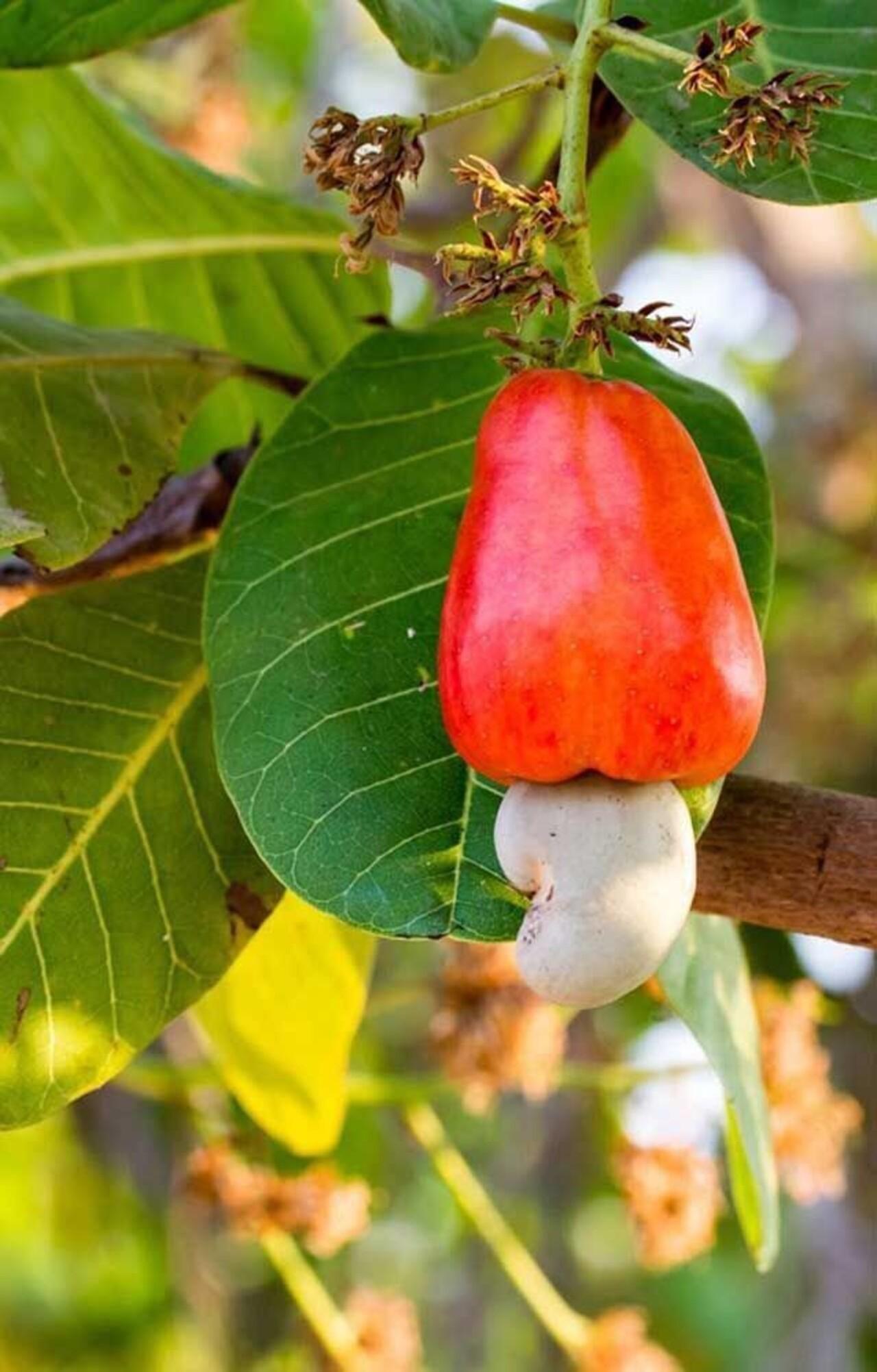 Zanzibar Private Spice Farm Tour with Local Guide