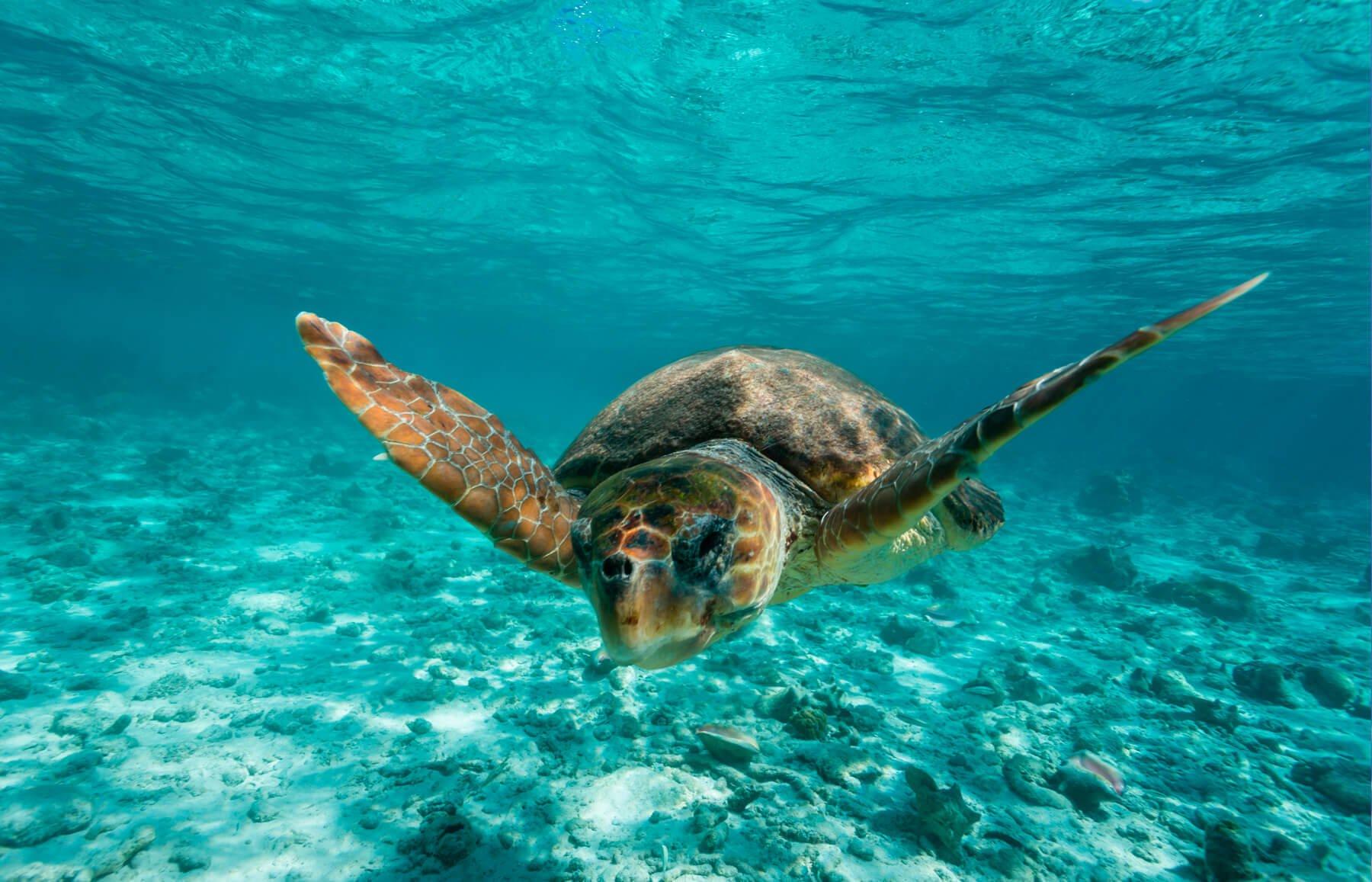 Tulum Two-Stop Reef Snorkel Tour