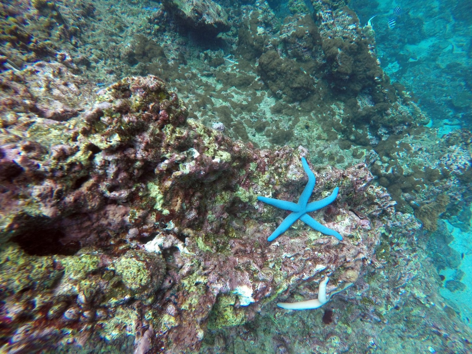 Phi Phi & Bamboo Islands Premium Speedboat Day Trip from Phuket