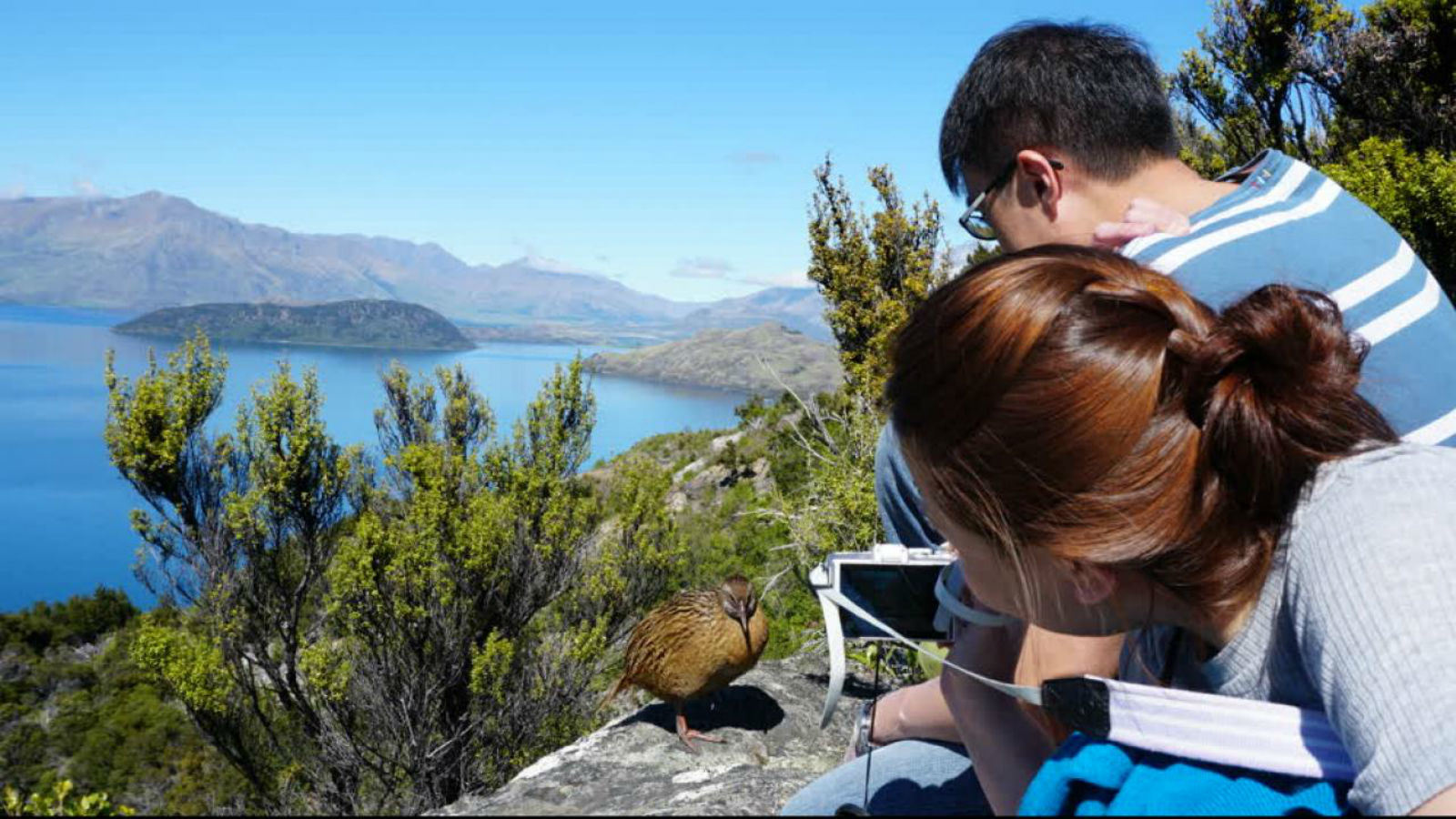 Mou Waho Island: 3-Hour Cruise and Guided Nature Walk