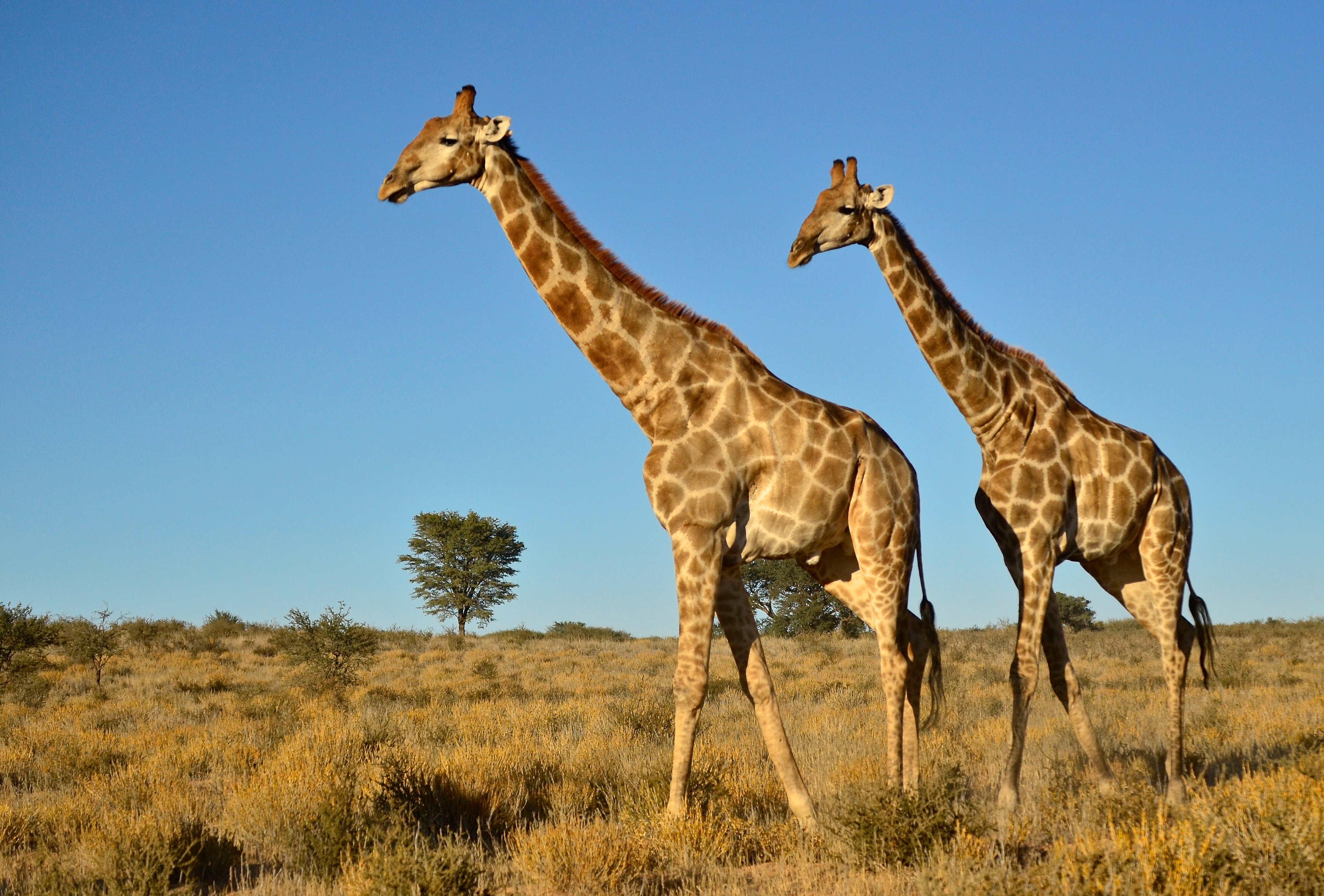 Half-Day Safari Experience from Durban