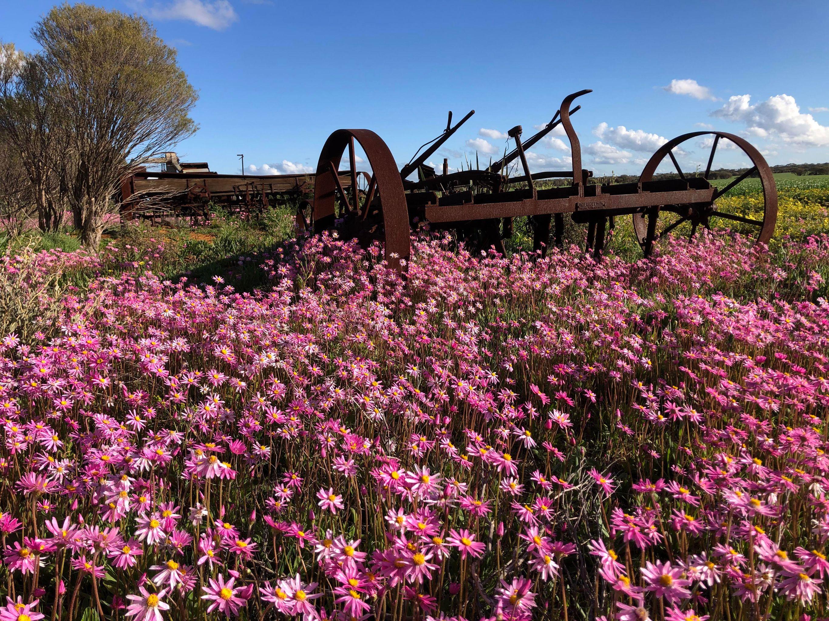 Full-Day Wildflower Discovery Tour from Perth