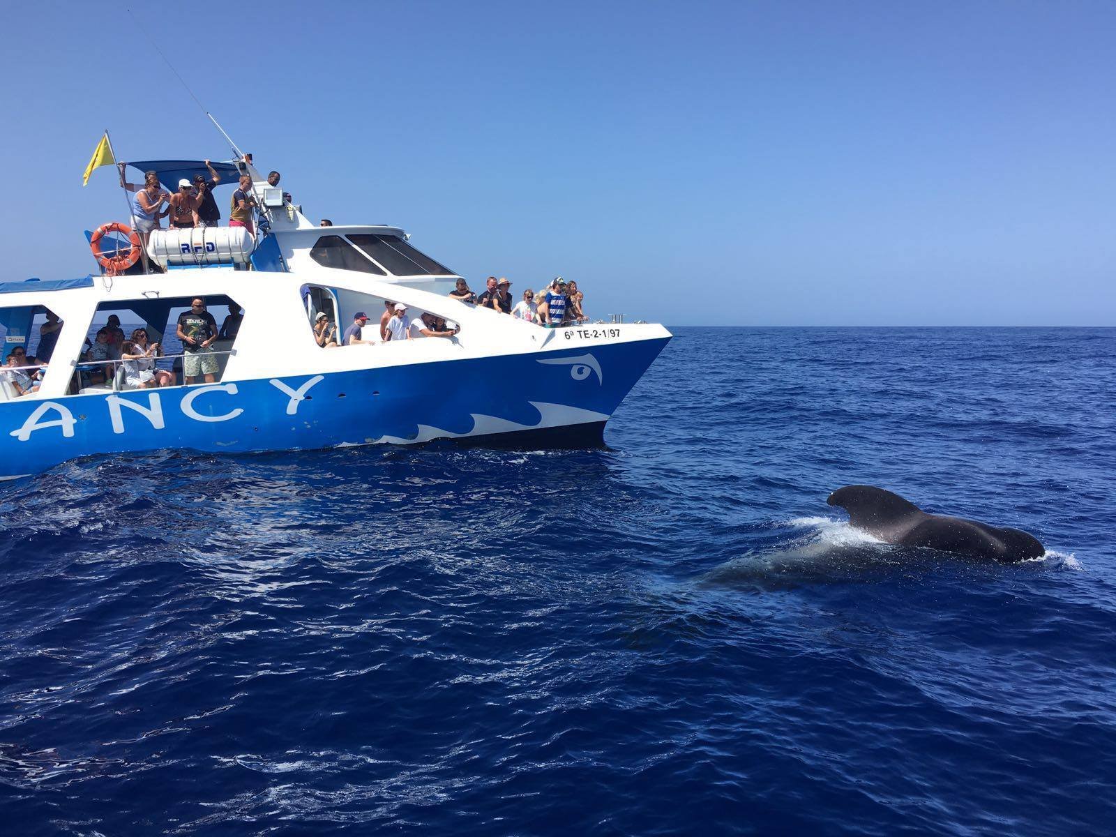 Cetacean Spotting & Coastal Discovery by Catamaran