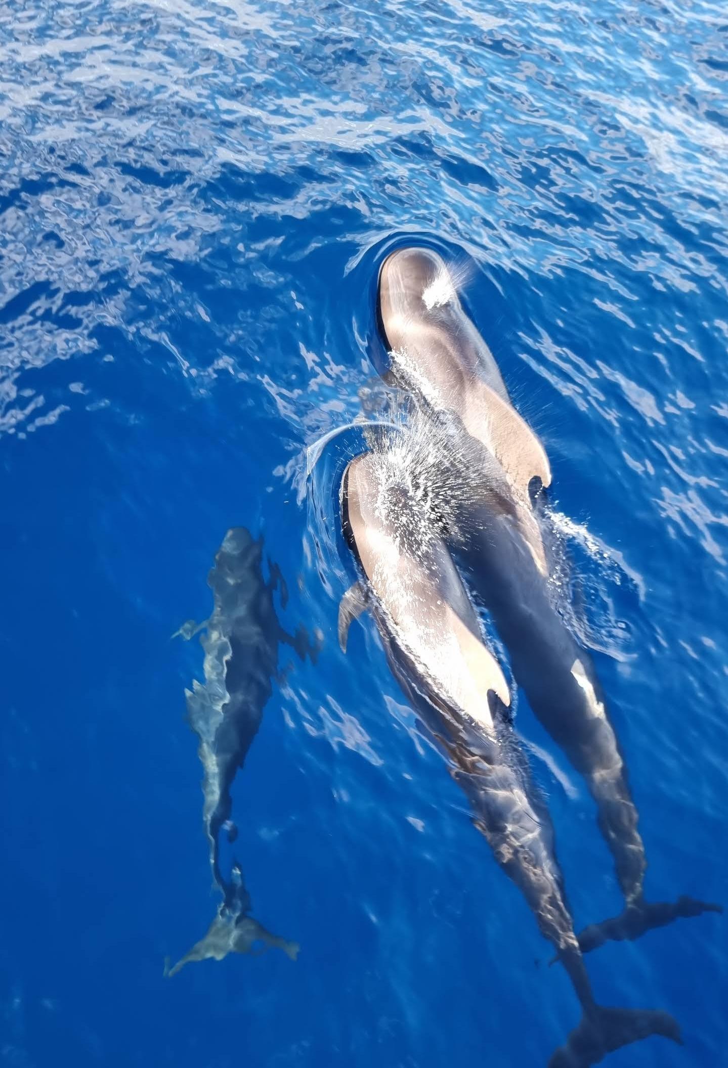Tenerife Whale & Dolphin Catamaran Cruise with Buffet