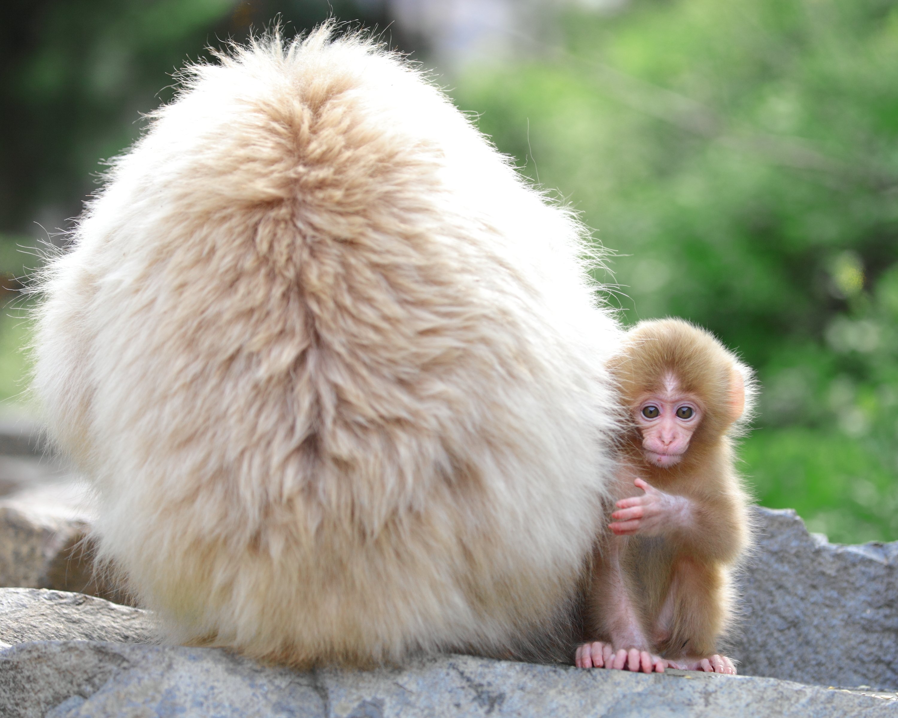 Nagano Spring Day Tour: Snow Monkeys & Cherry Blossoms