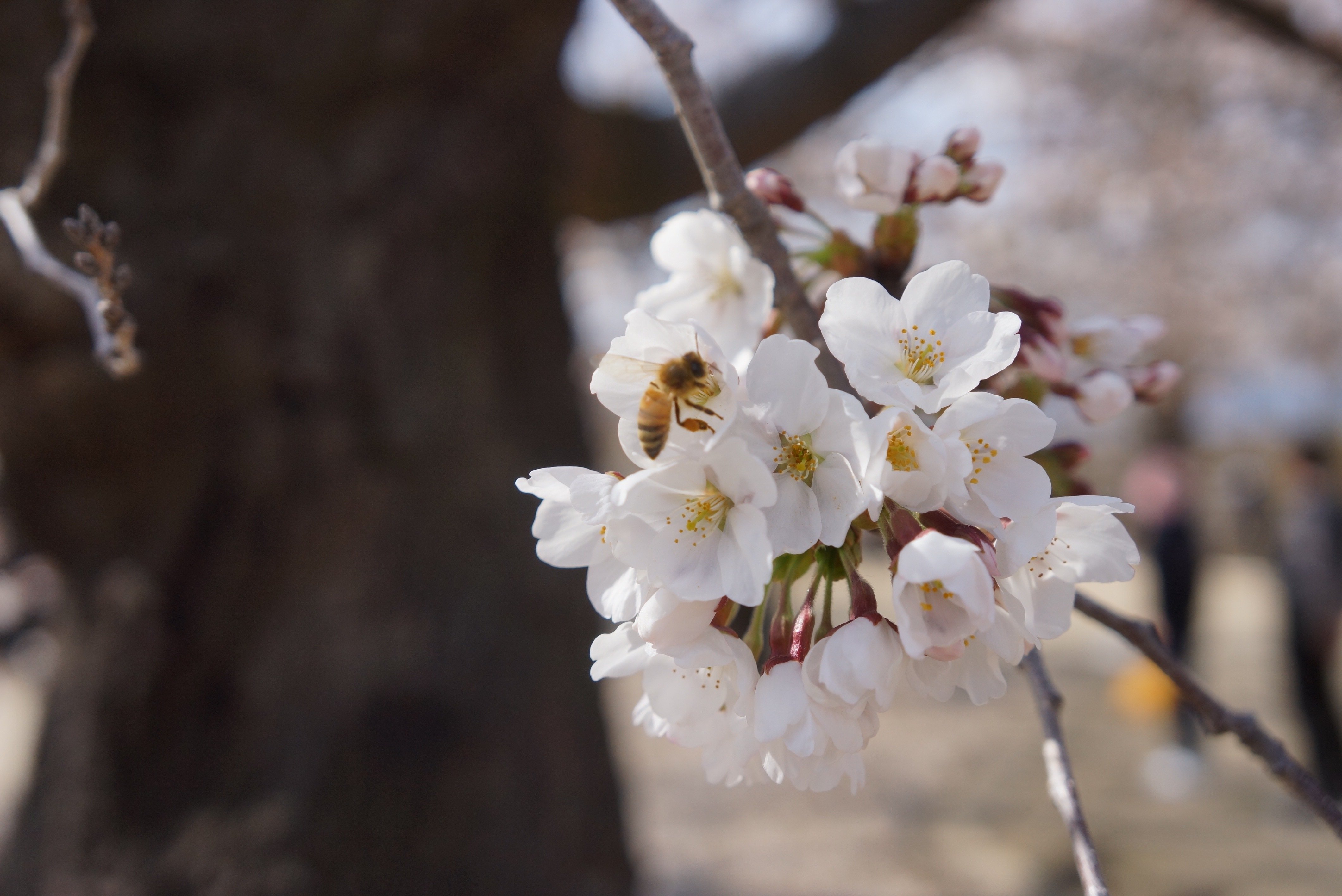 Nagano Spring Day Tour: Snow Monkeys & Cherry Blossoms