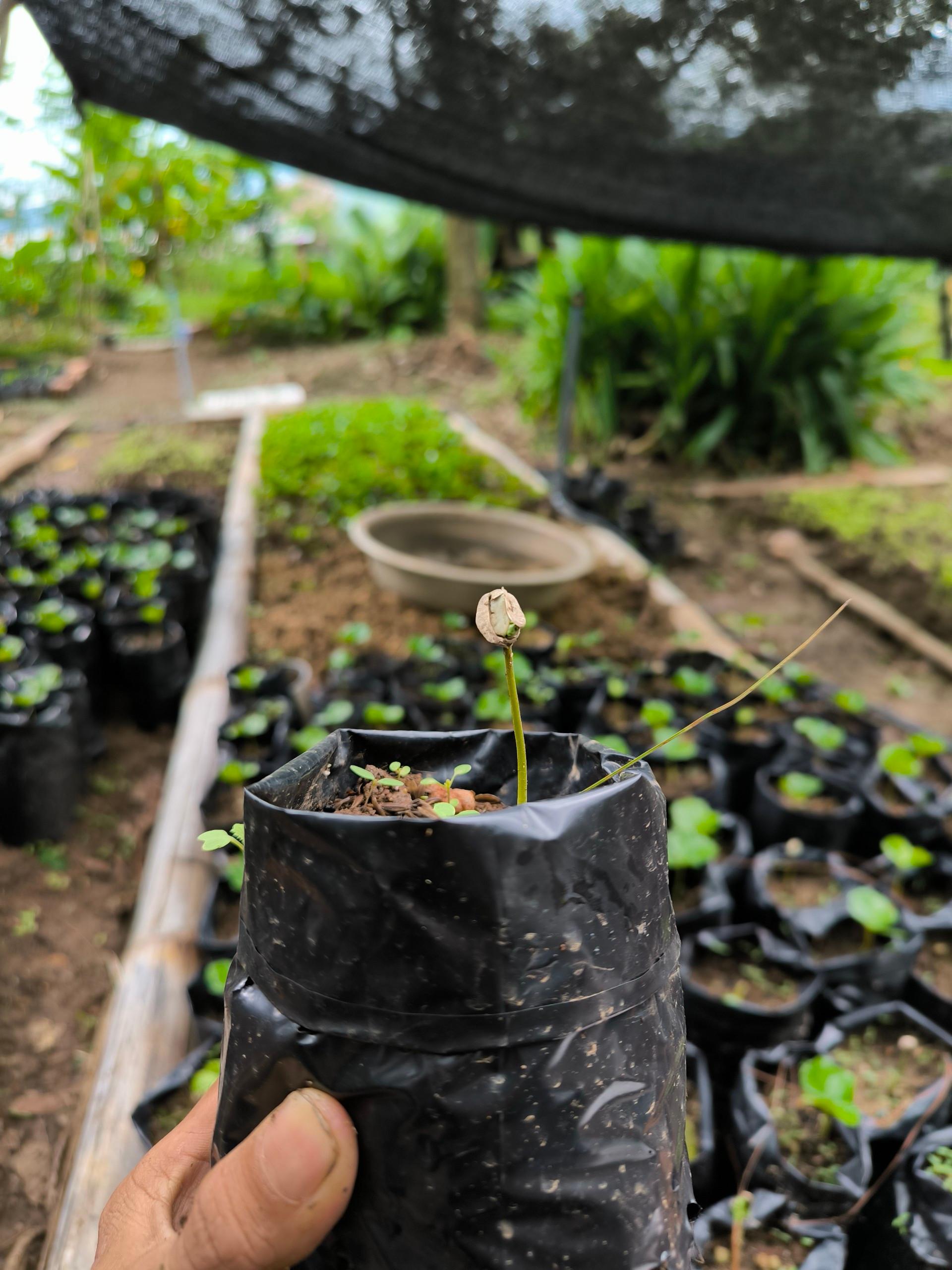 coffee tour in Dalat — photo 6
