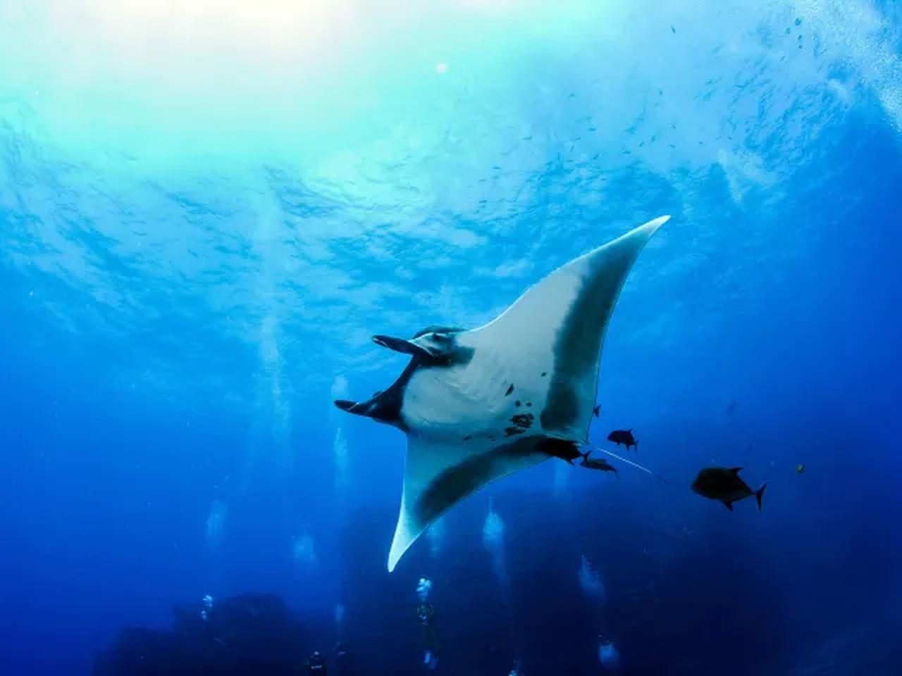 Kona Manta Ray Night Snorkel with Dolphin Discoveries