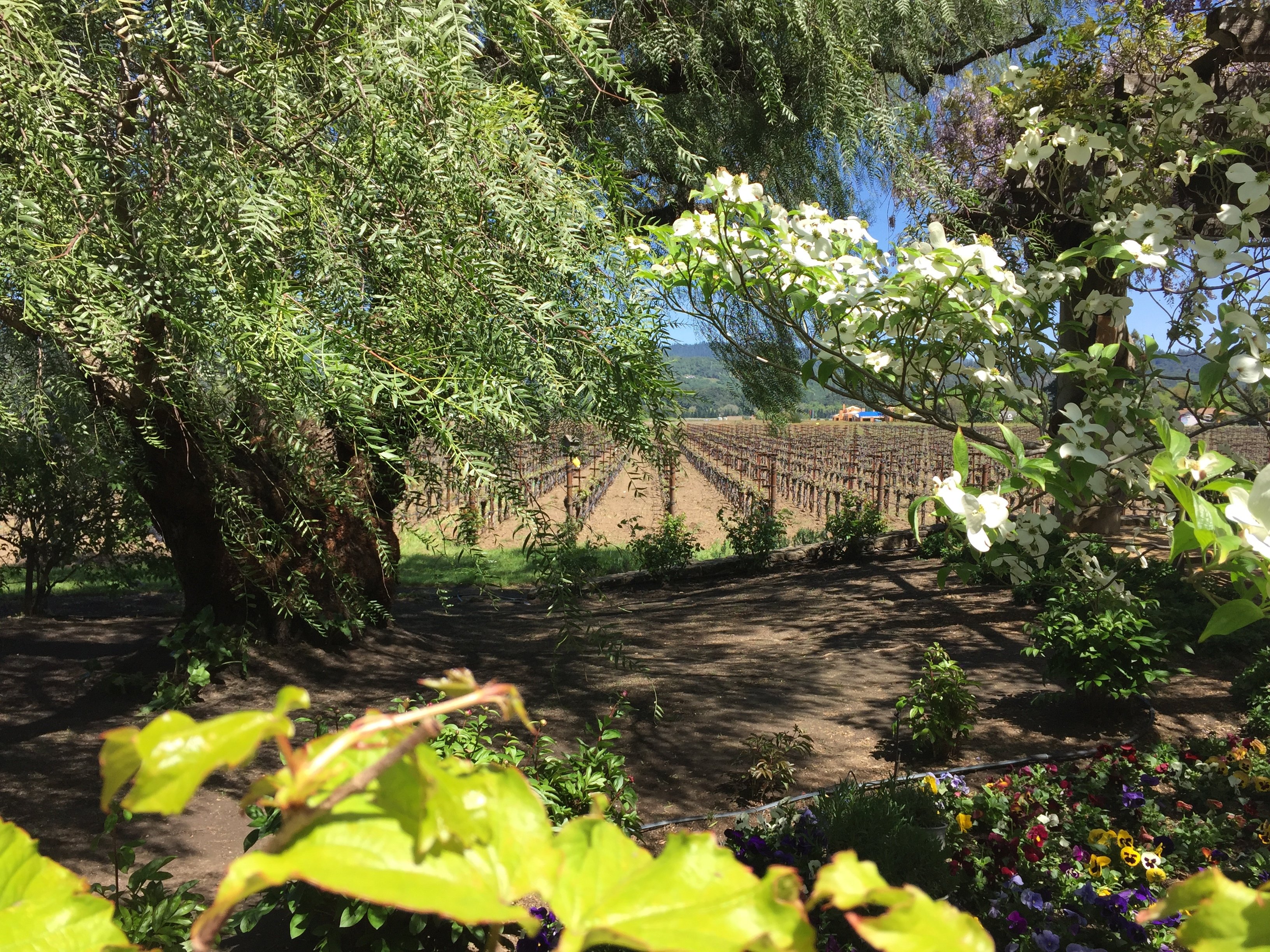 Napa Valley wine tour for couples — vineyards and tasting rooms — image 6