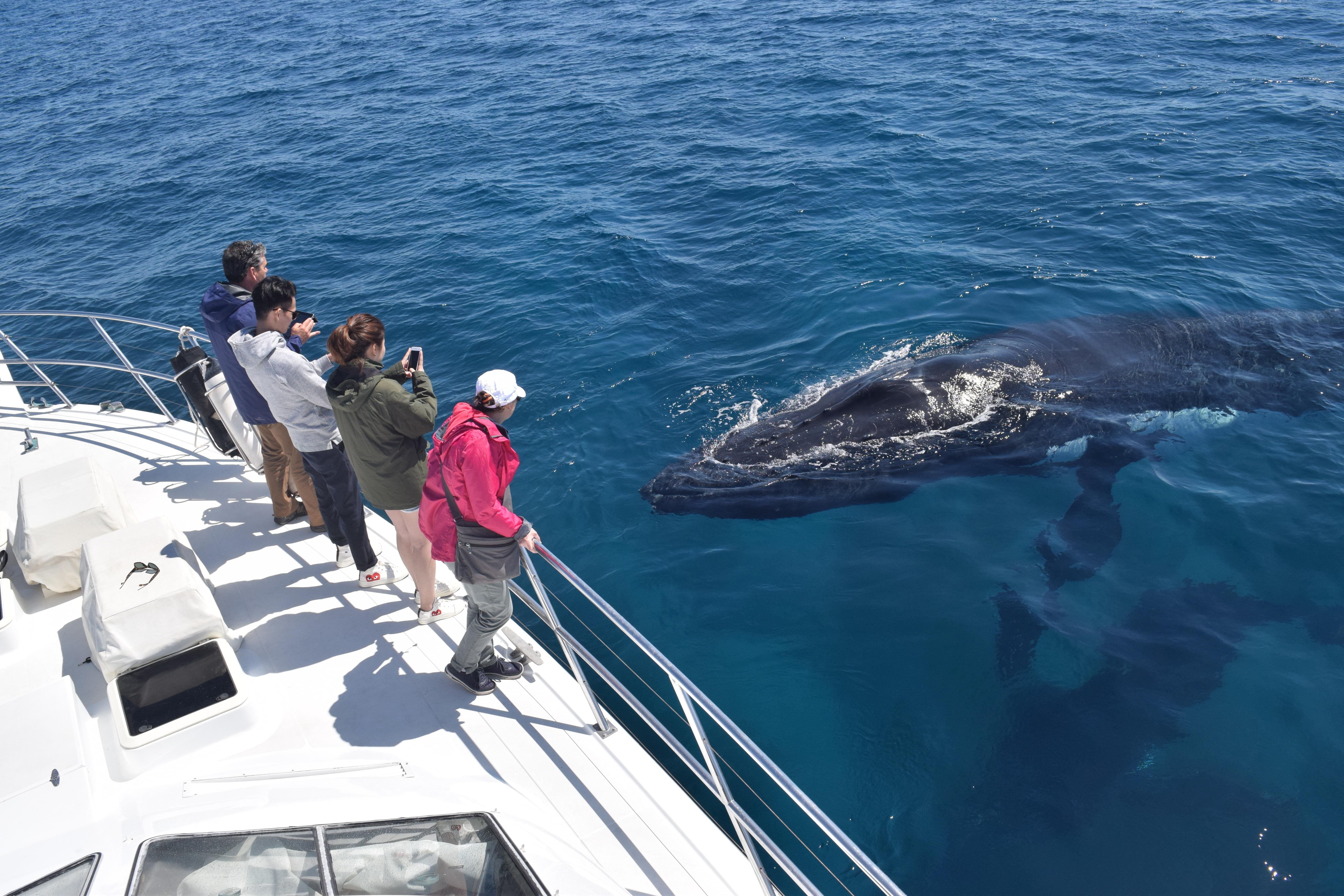 Whale Watching Expedition from Busselton, Augusta or Dunsborough
