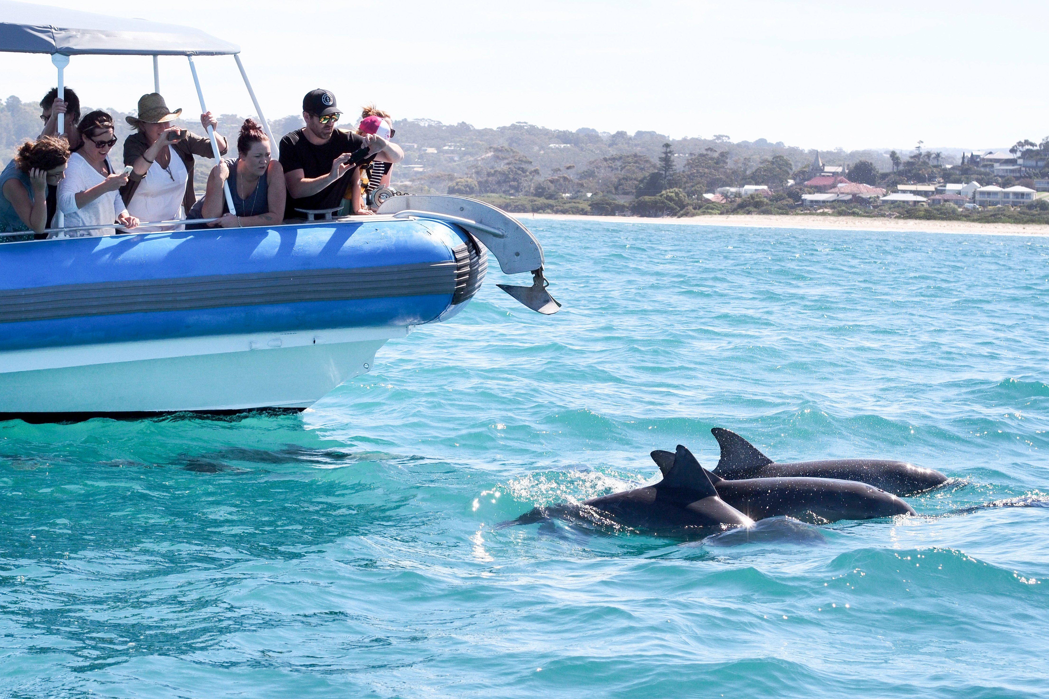 Southern Ocean Wildlife Cruise from Victor Harbor