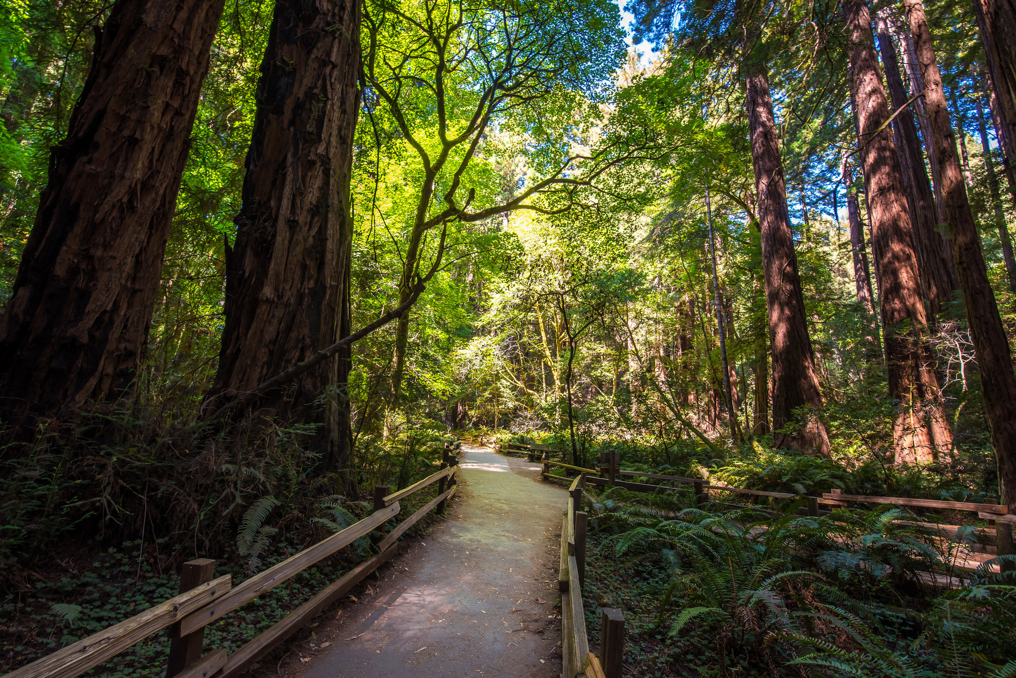 San Francisco, Muir Woods & Sausalito Day Tour