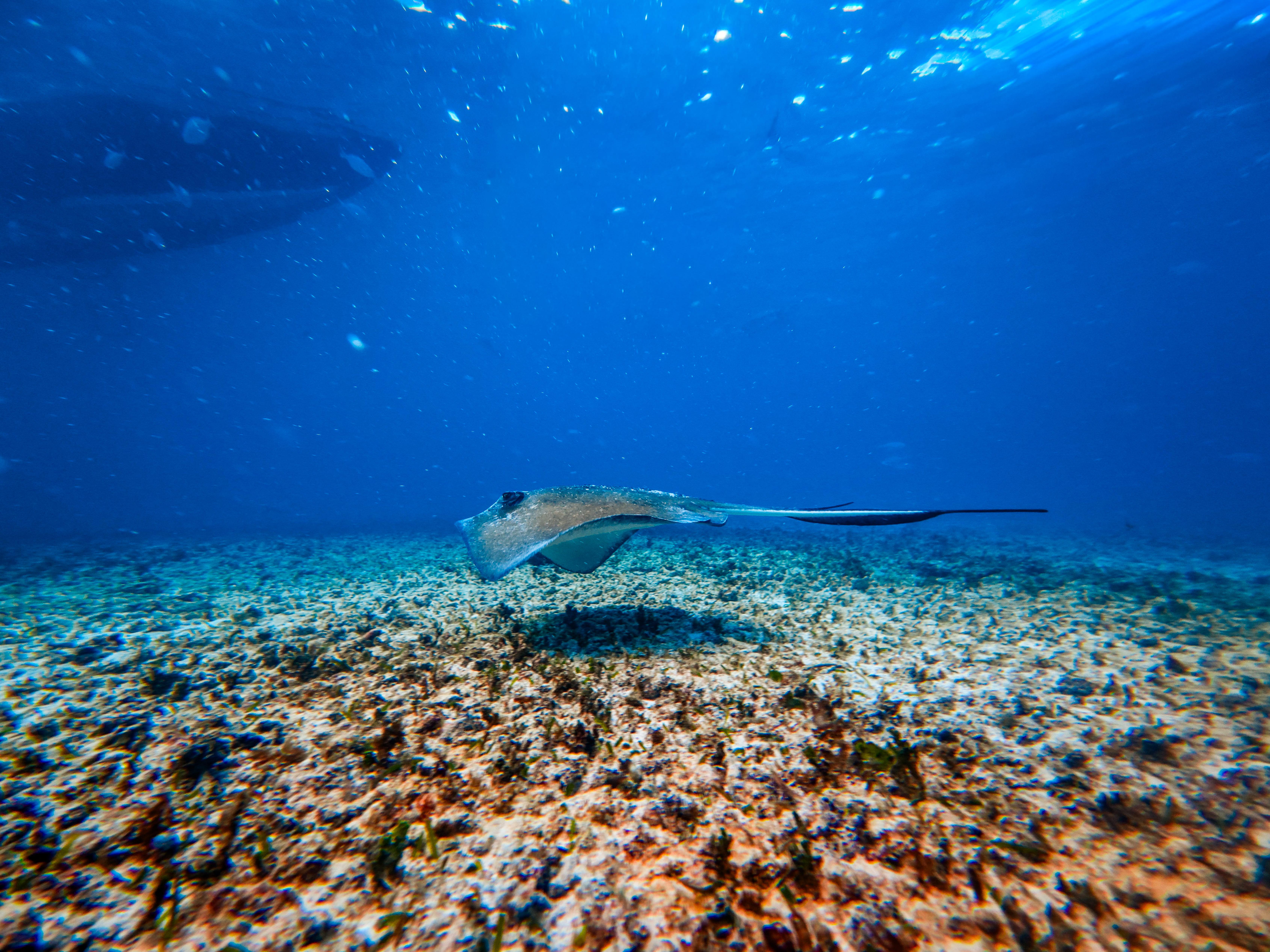 Tulum Ocean Snorkel: Sea Turtles, Coral Reef & Ruins View