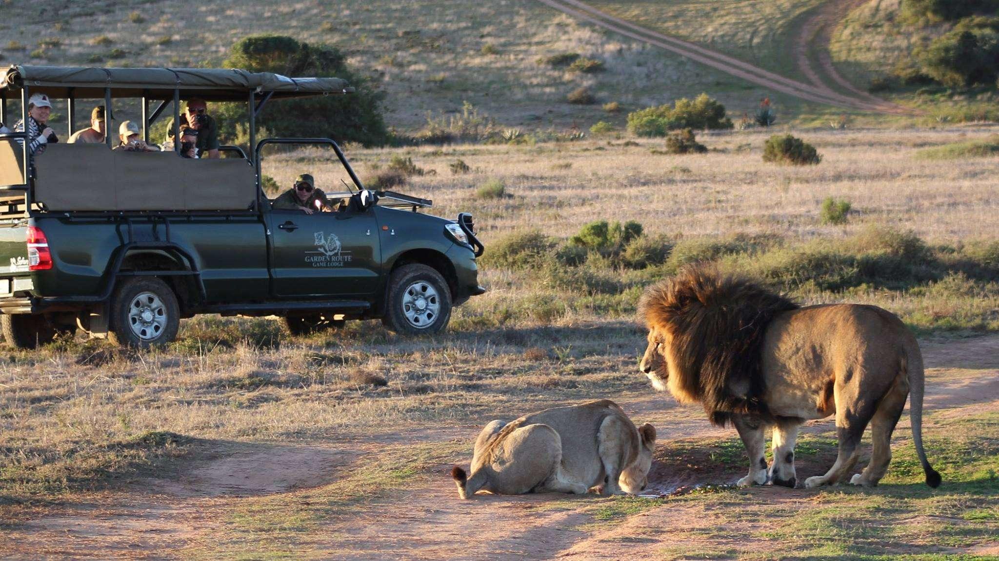 2-Day Big 5 Safari & Cape Agulhas from Cape Town