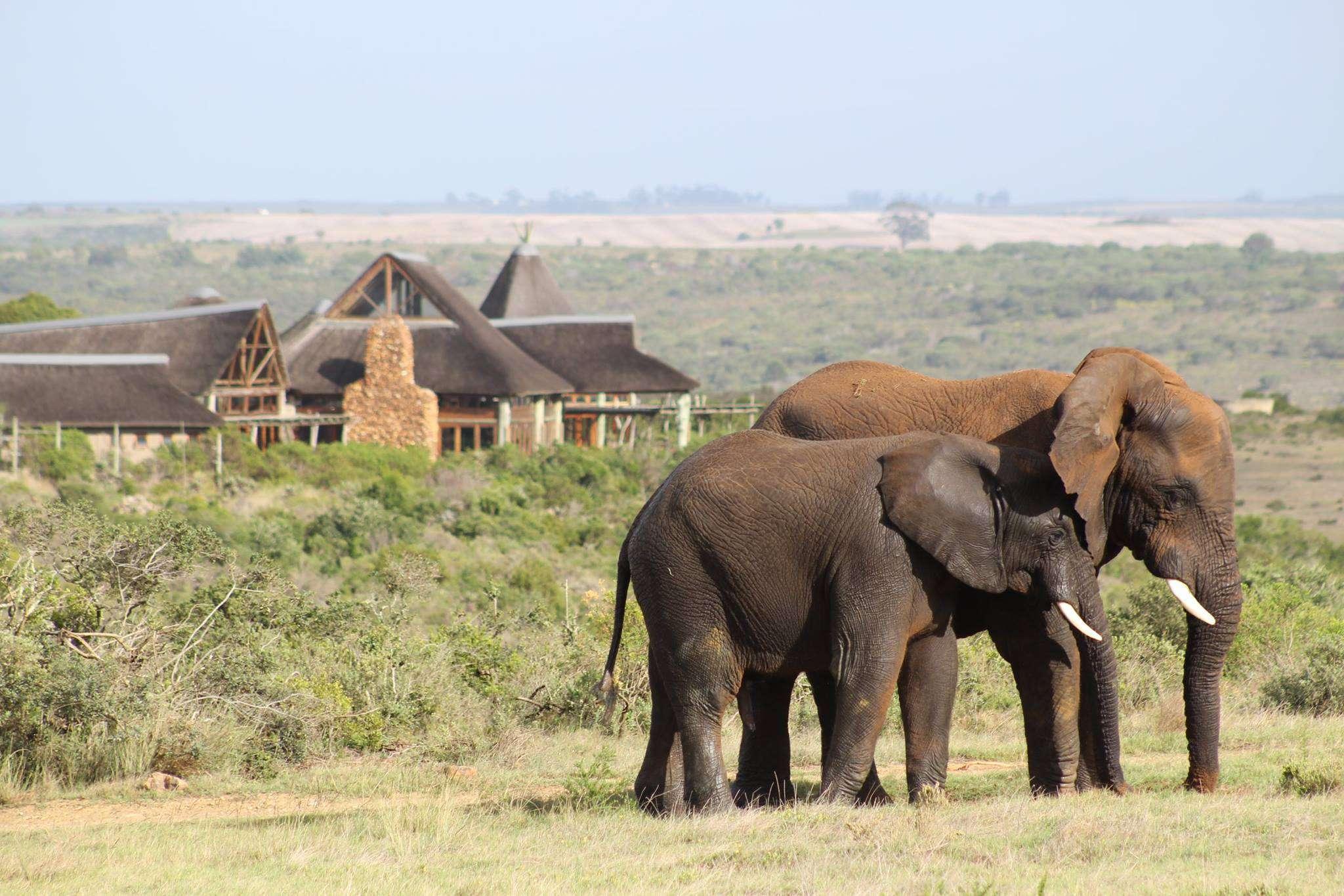 2-Day Big 5 Safari & Cape Agulhas from Cape Town