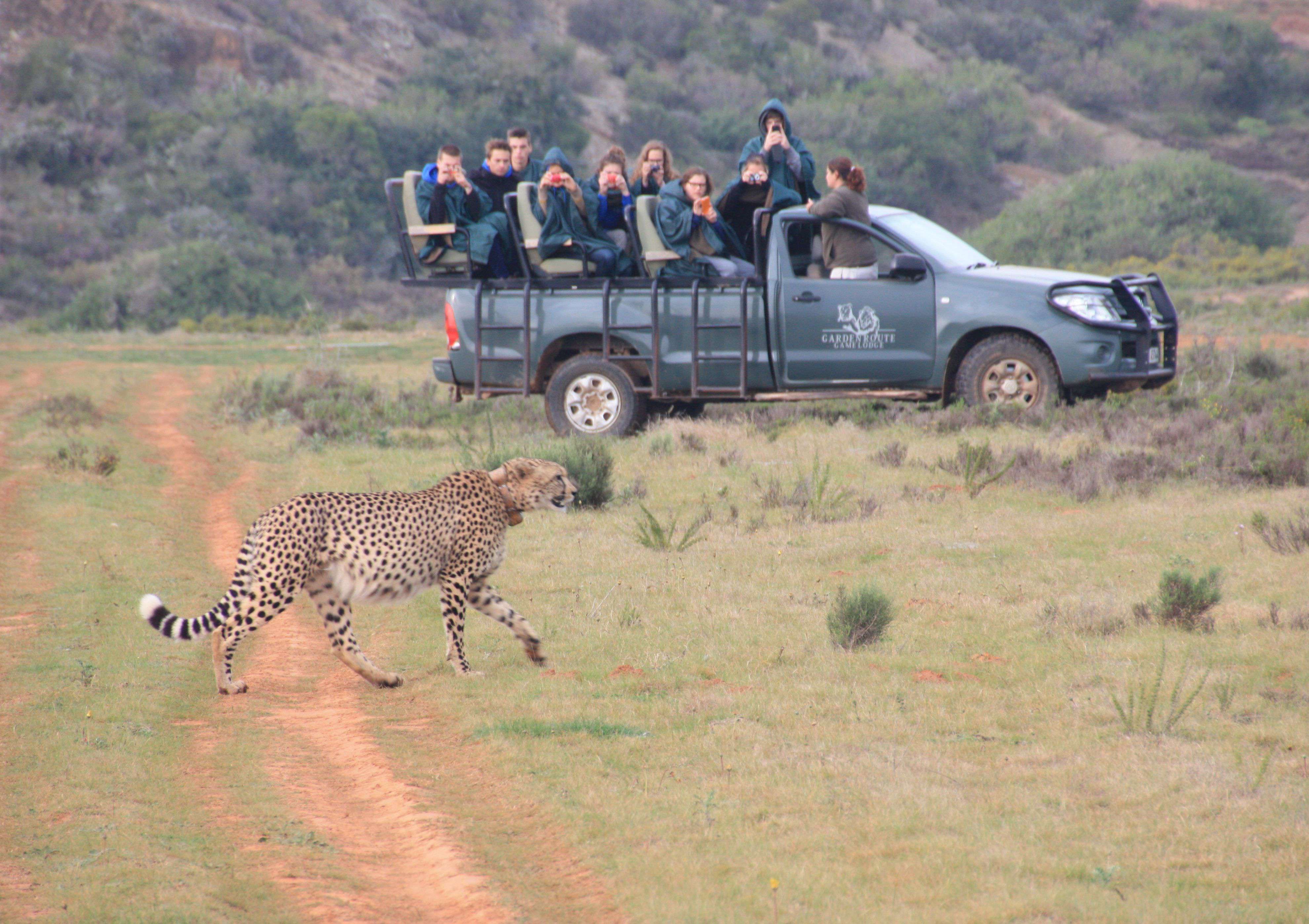 2-Day Big 5 Safari & Cape Agulhas from Cape Town