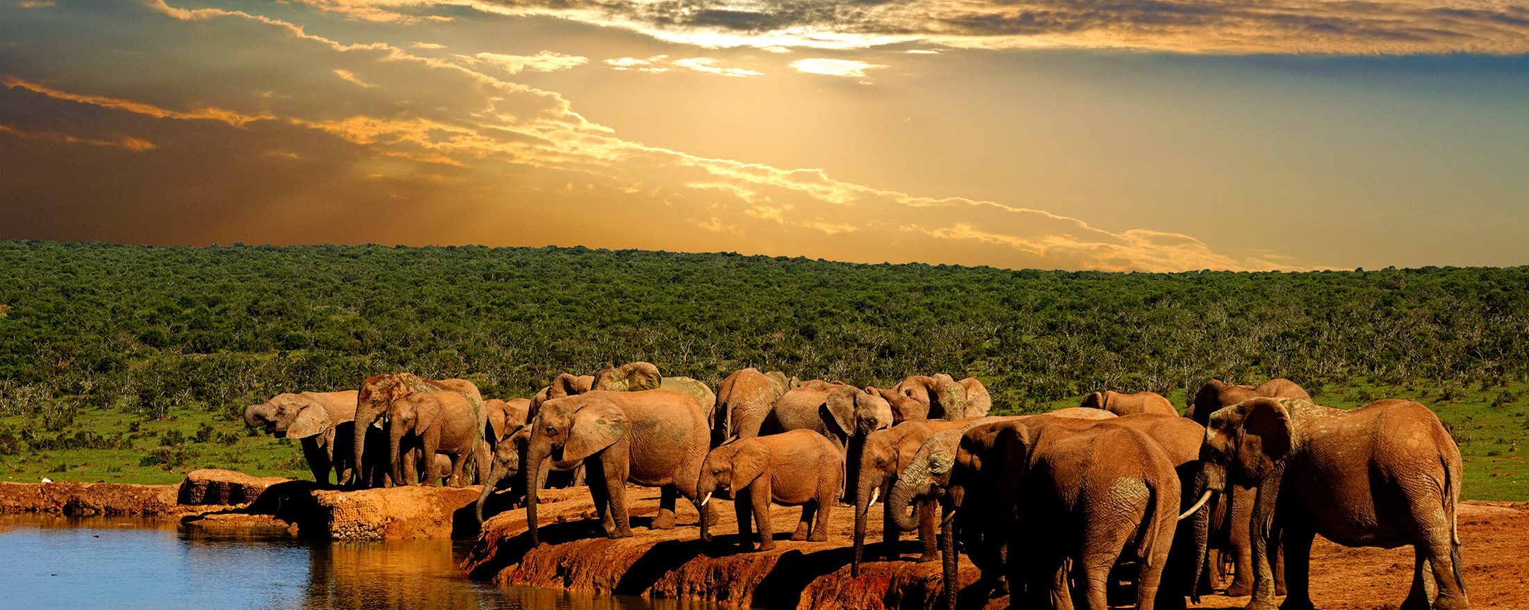 5-Day Garden Route & Addo Elephant Park Adventure