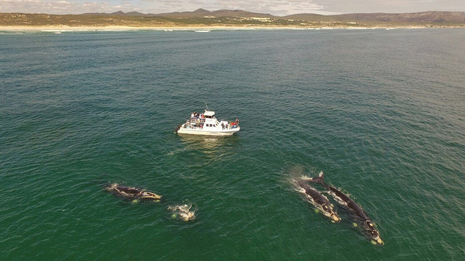 Gansbaai Whale Watching Boat Experience