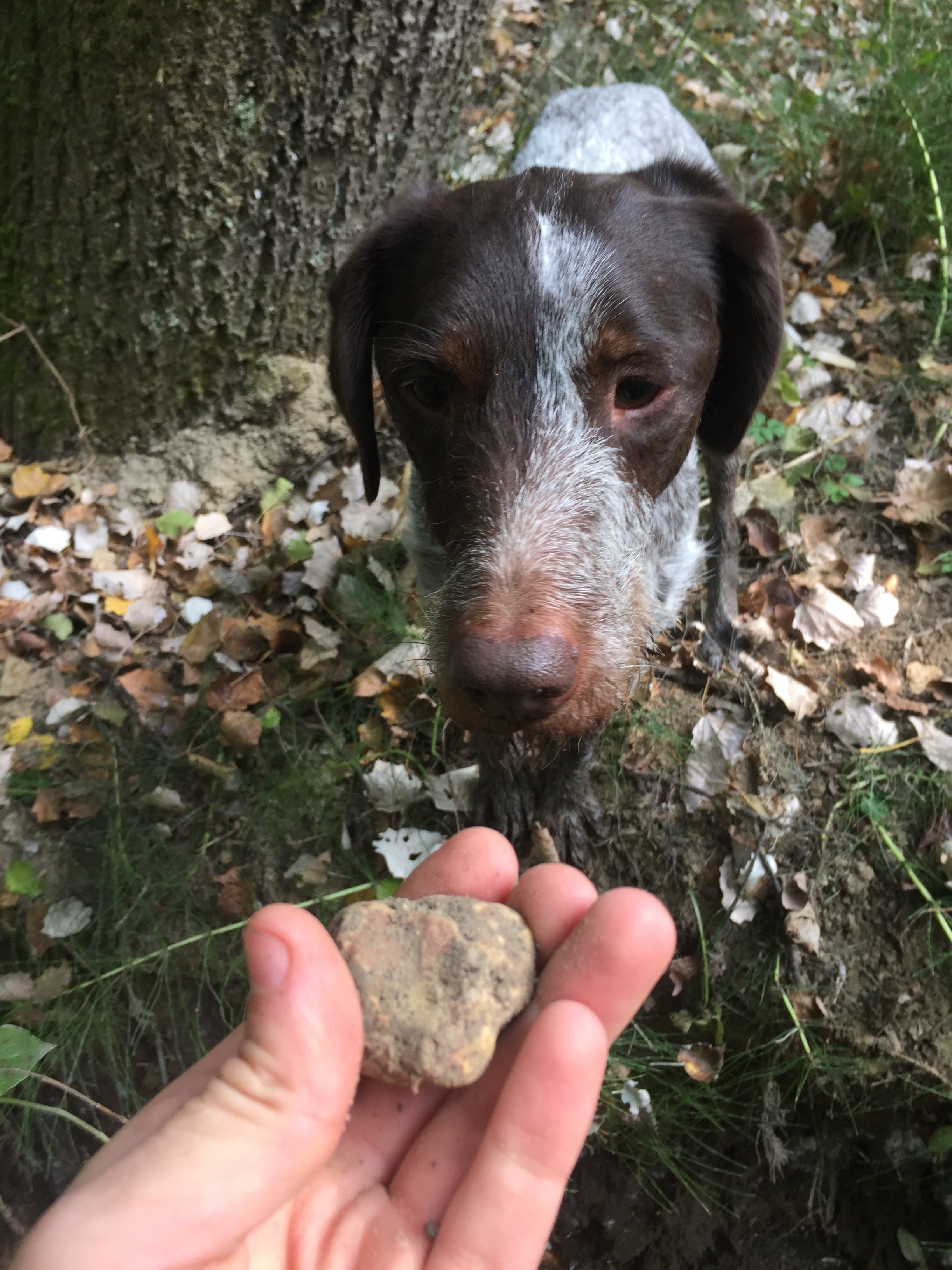 Piedmont Truffle Hunt with Trained Dogs
