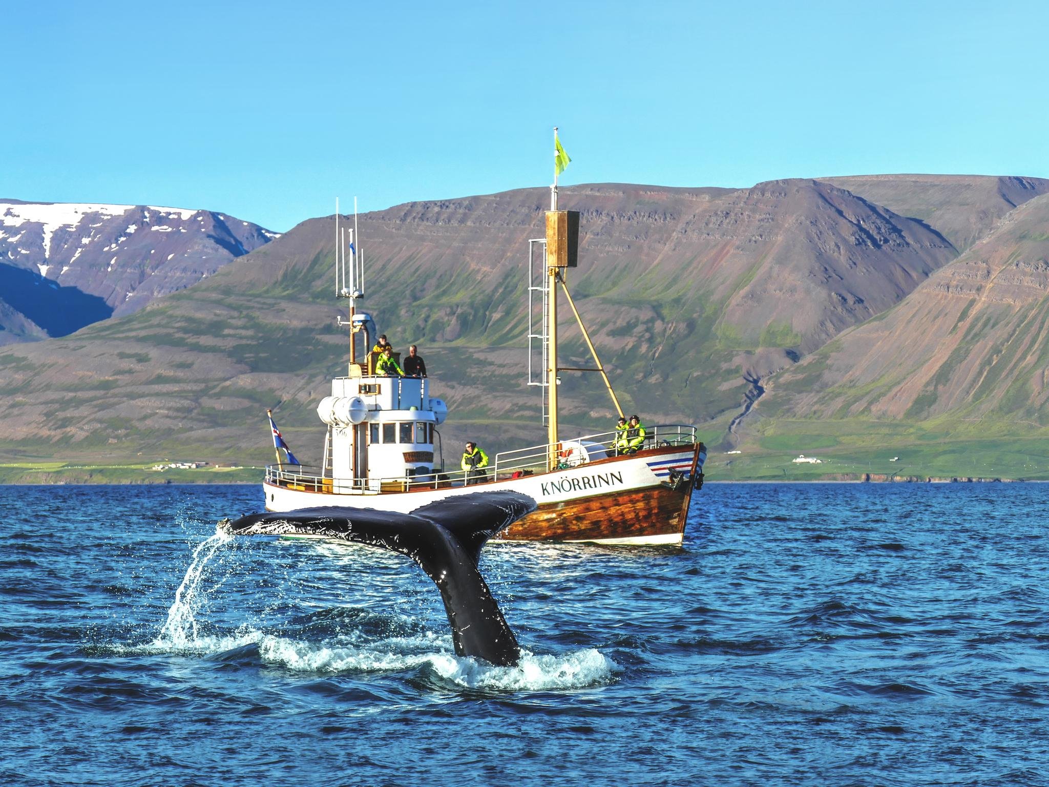 Eyjafjörður Fjord Whale Watching Cruise from Árskógssandur