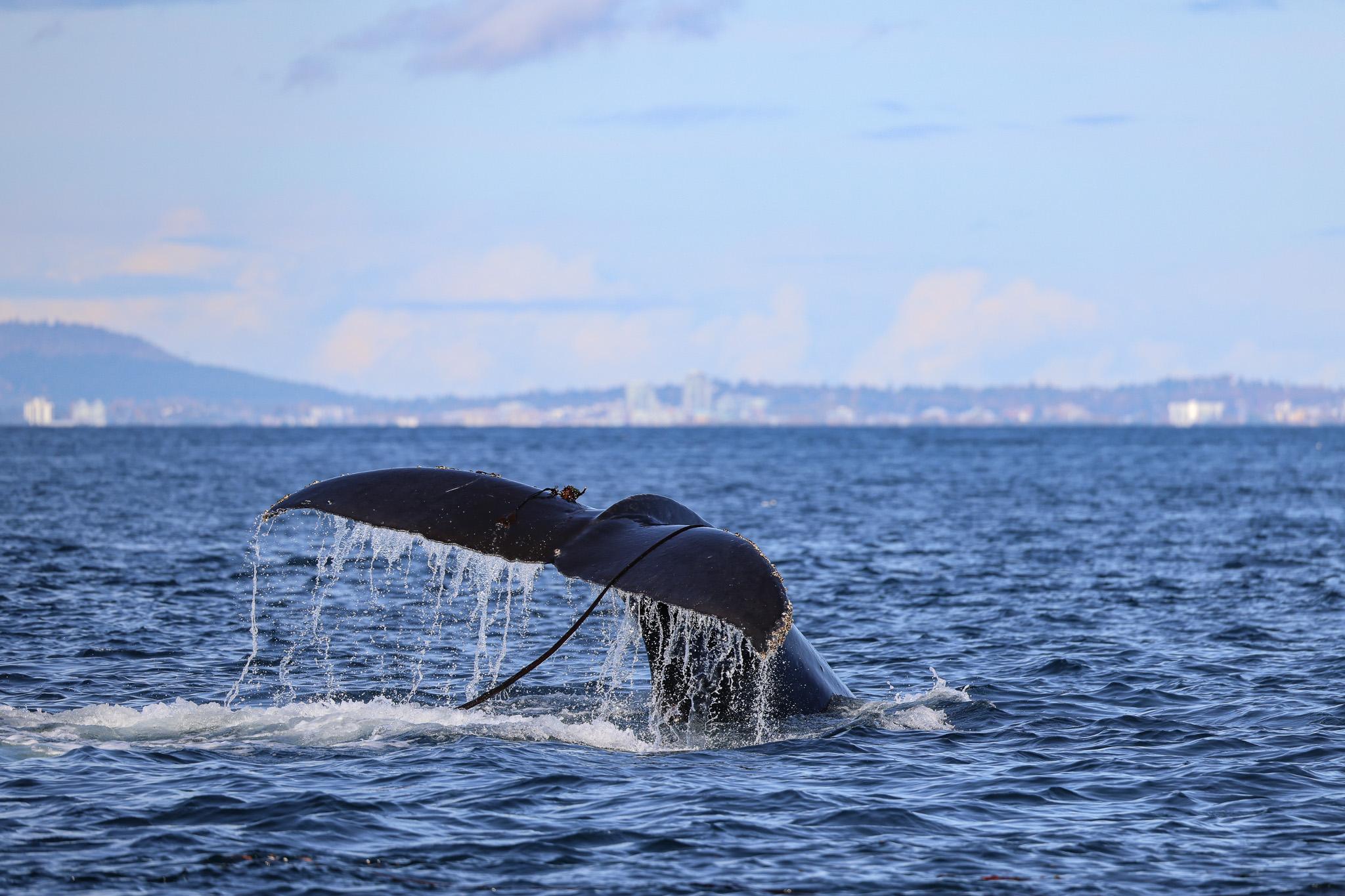 Victoria whale watching tour — orcas and marine wildlife in the Salish Sea — image 13