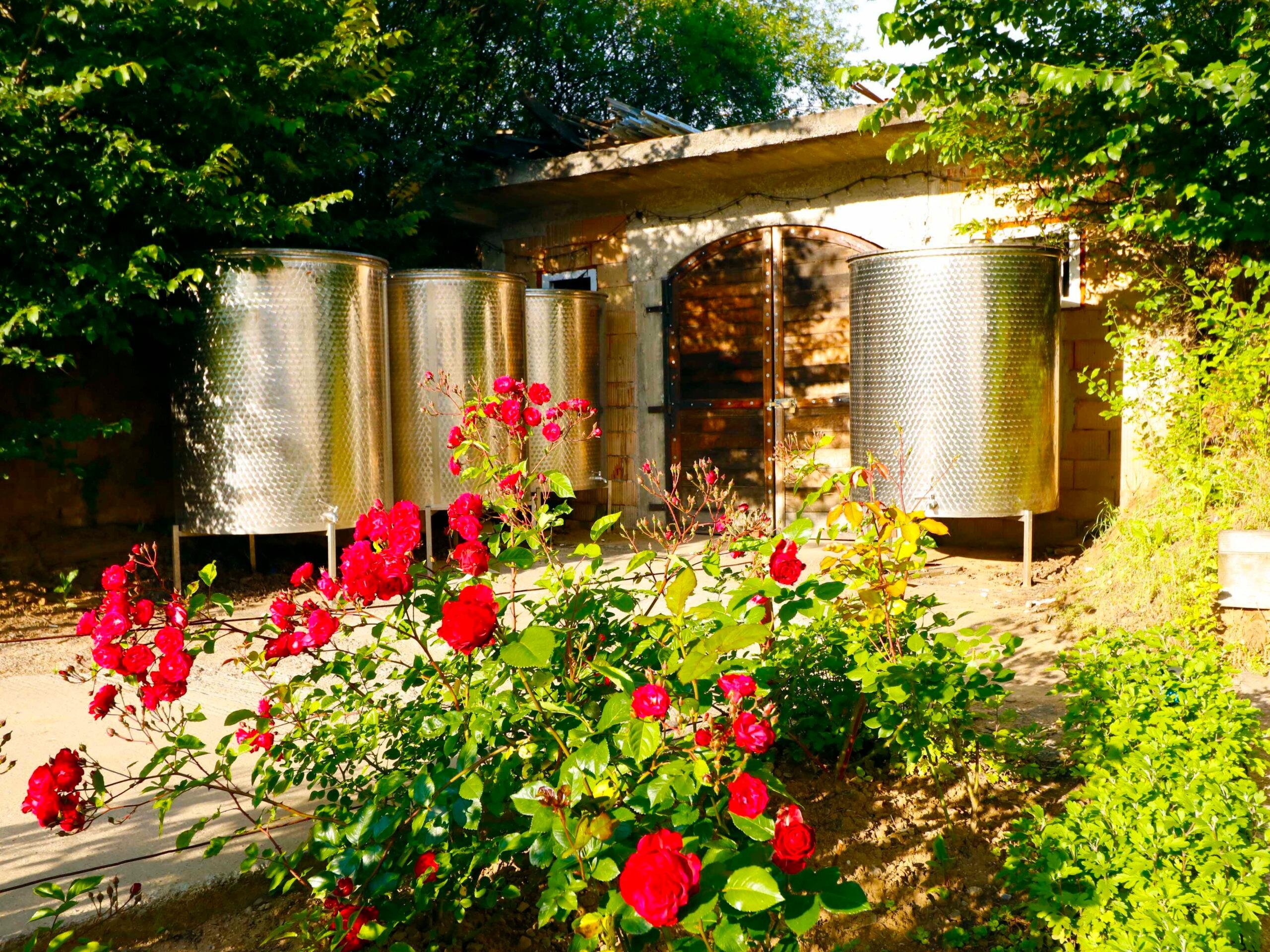 Exclusive Dealu Mare Wine Discovery from Bucharest