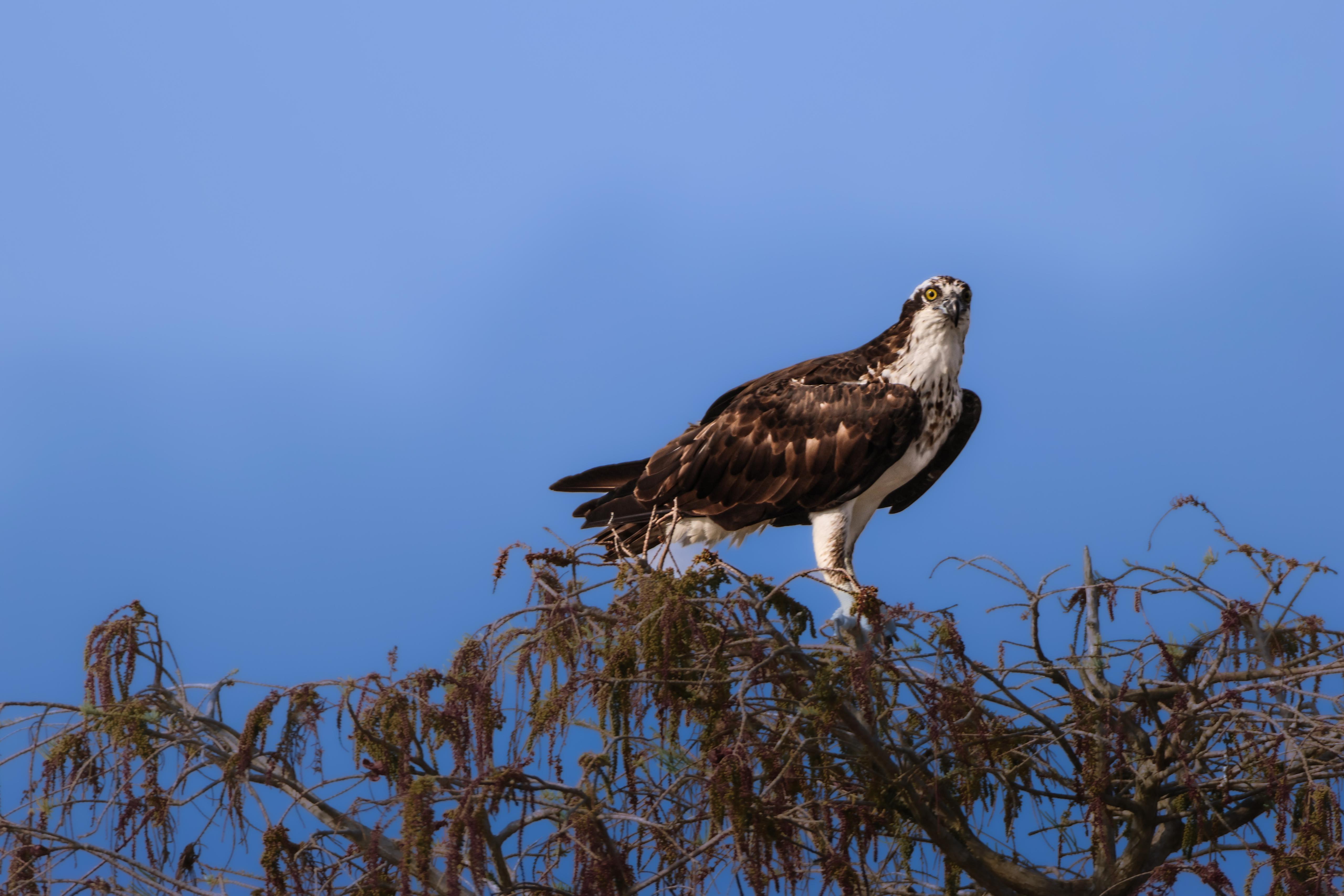 Small-Group Everglades Eco-Adventure & Private Islands Tour