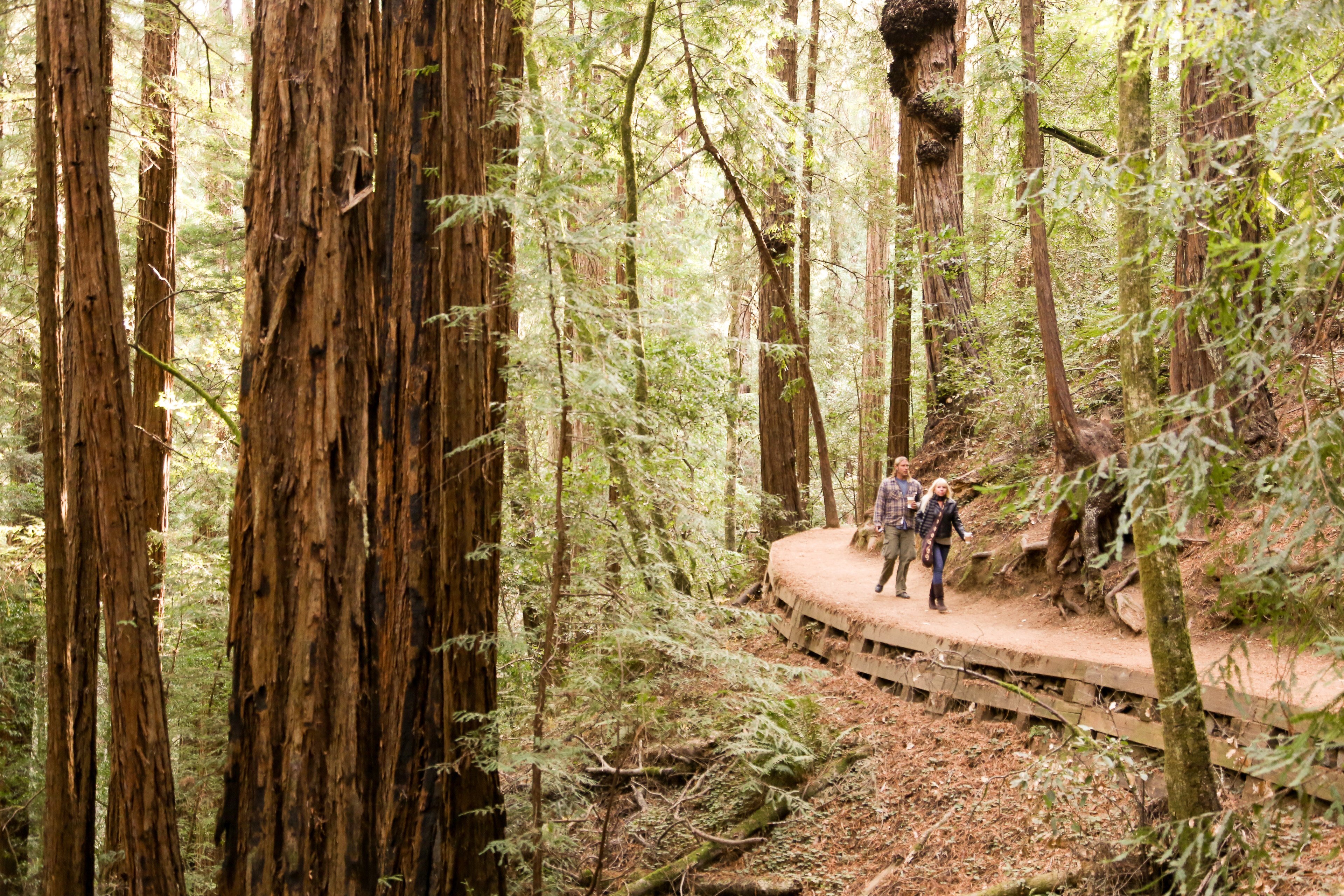 Alcatraz Night Tour, Muir Woods & Sausalito Adventure