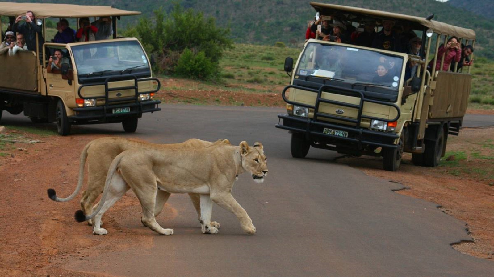 Pilanesberg National Park Full-Day Safari with Lunch from Johannesburg