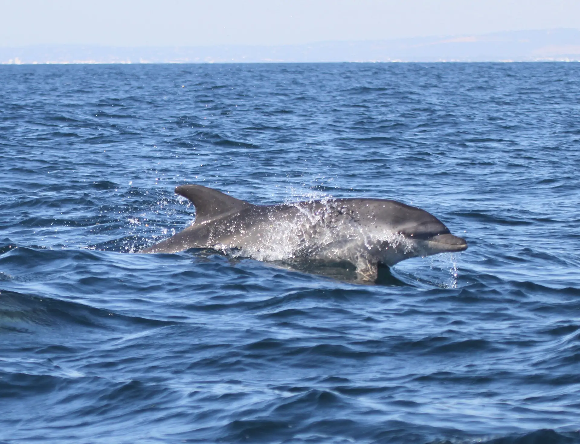 Sesimbra Dolphin Discovery & Coastal Adventure