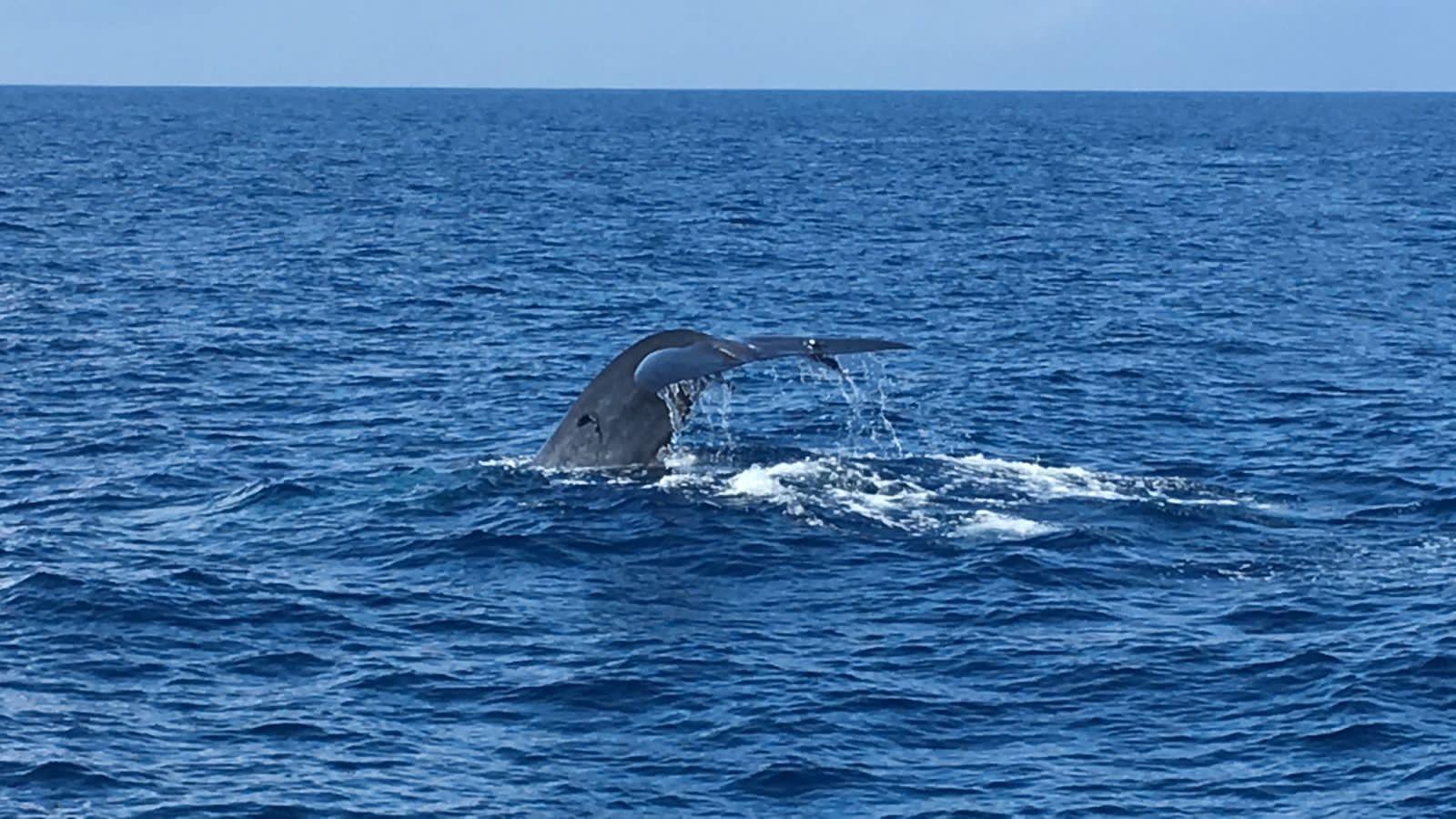 Mirissa Whale & Dolphin Watching Expedition