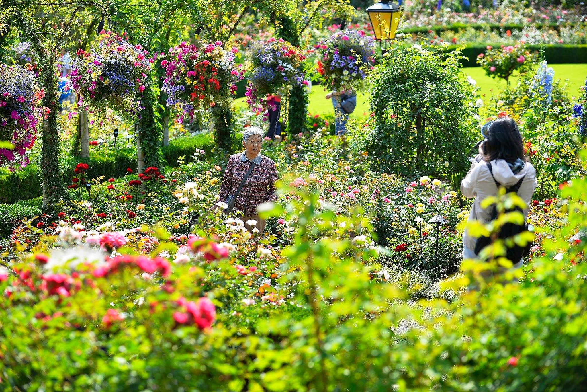 Butchart Gardens — the Sunken Garden, Rose Garden and Japanese Garden — image 16