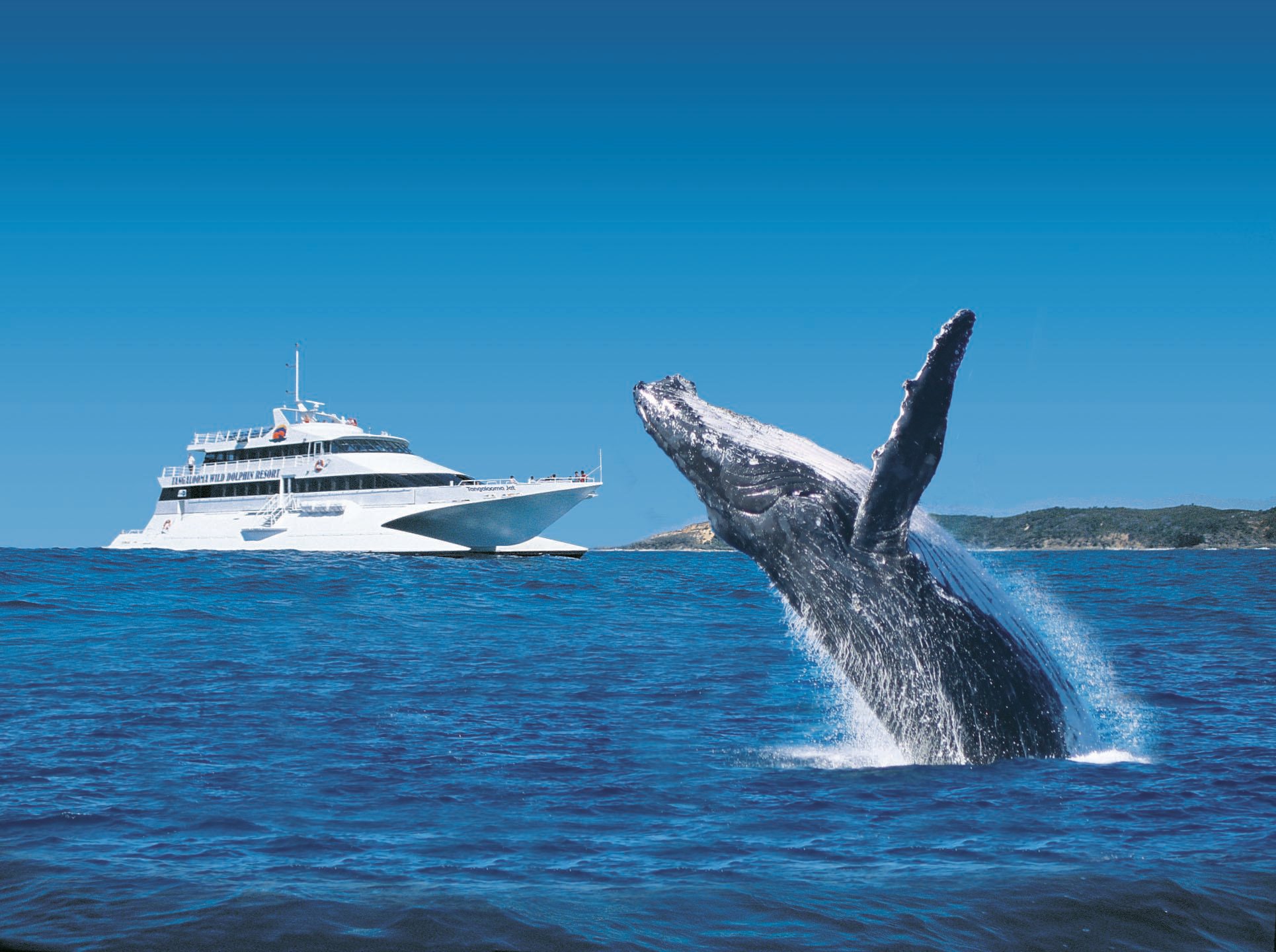 Moreton Island Whale Watching & Tangalooma Resort Day Trip