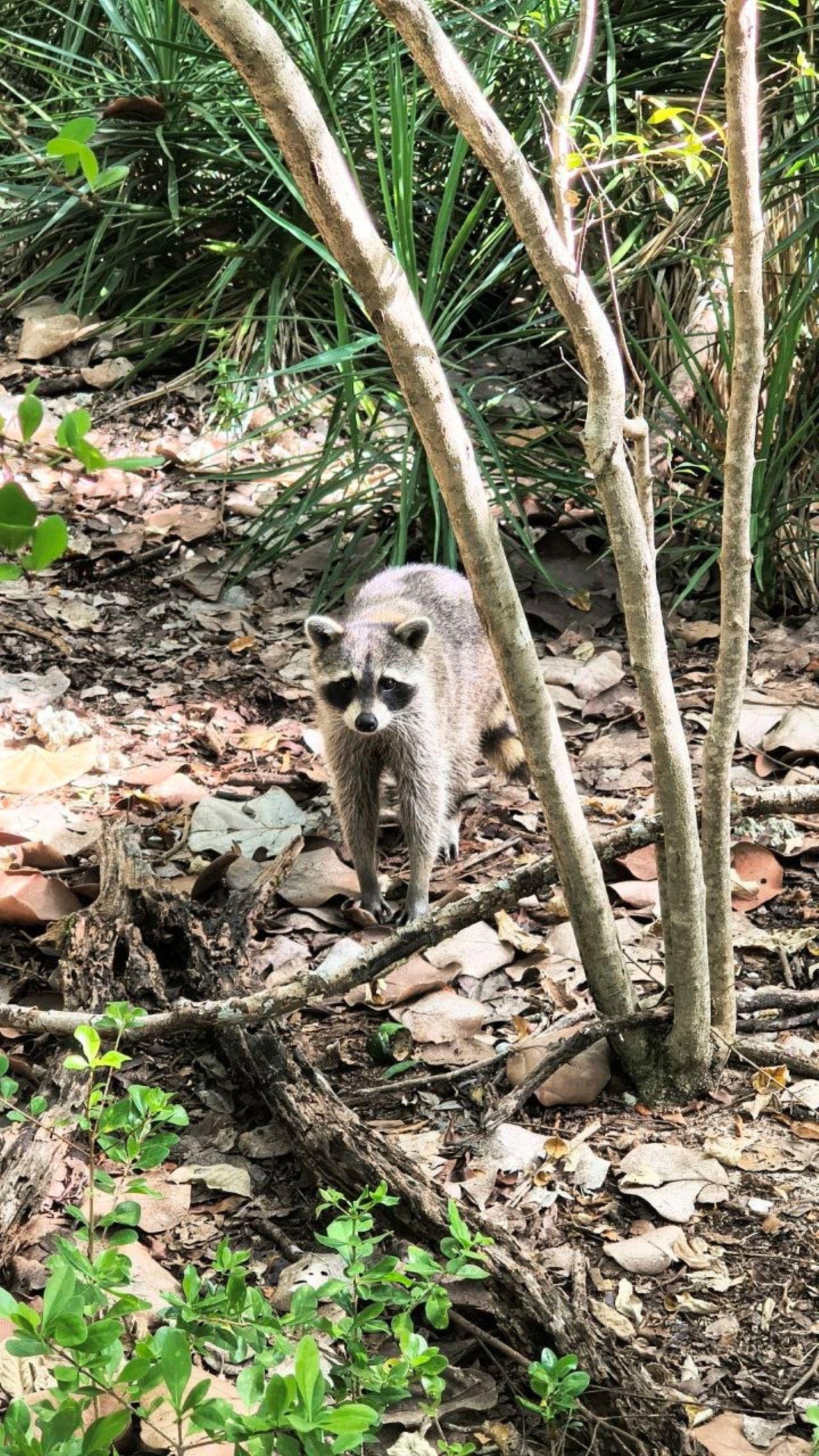Raccoon Island Kayak & Paddleboard Wildlife Tour