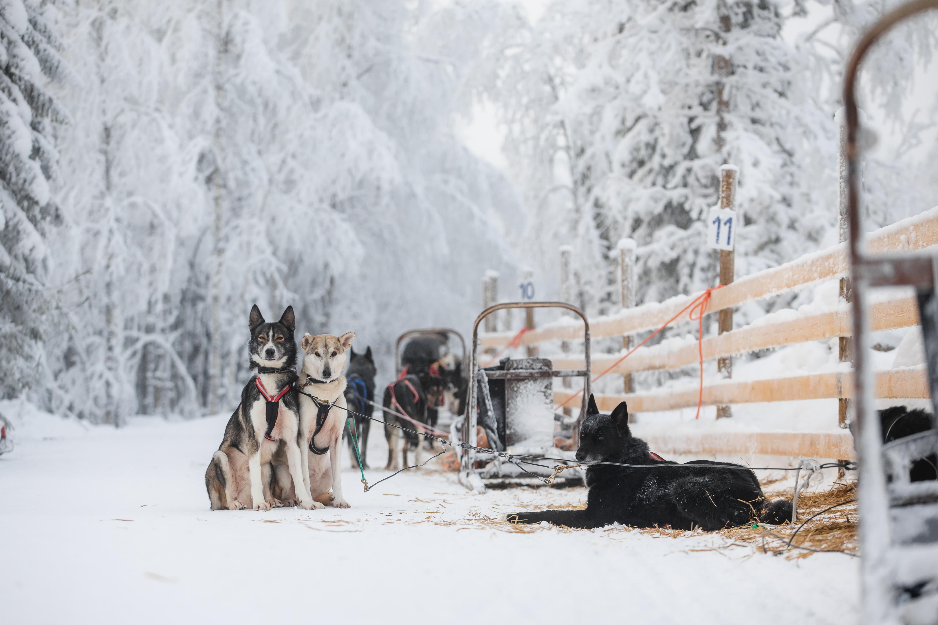 Rovaniemi Daytime Husky Safari