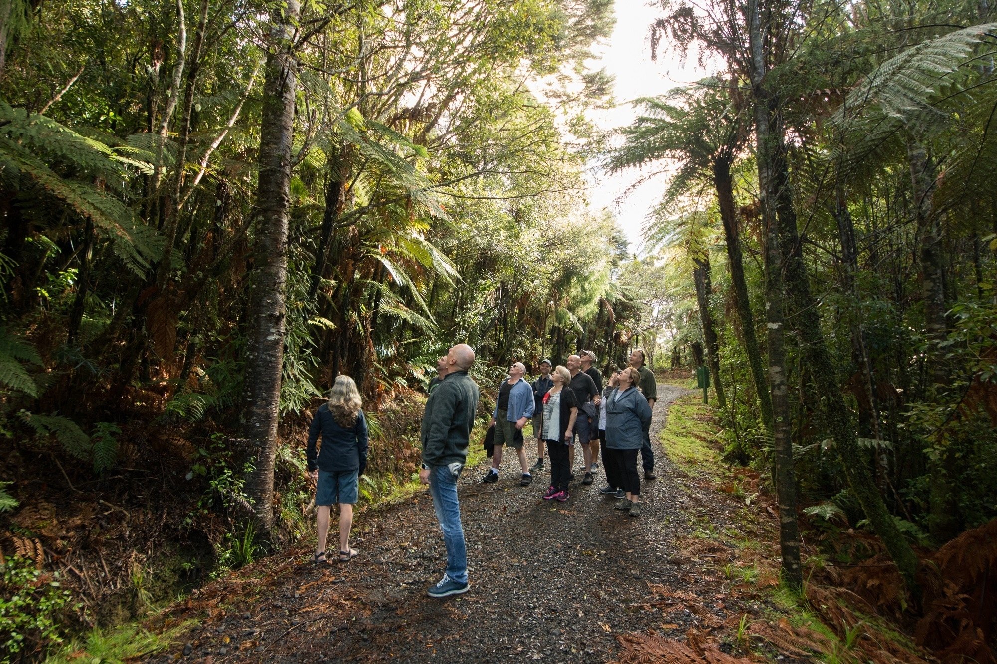 Auckland City & Rainforest Adventure