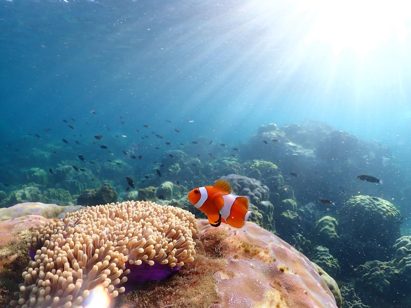 Nemo Island Snorkeling Excursion from Pattaya
