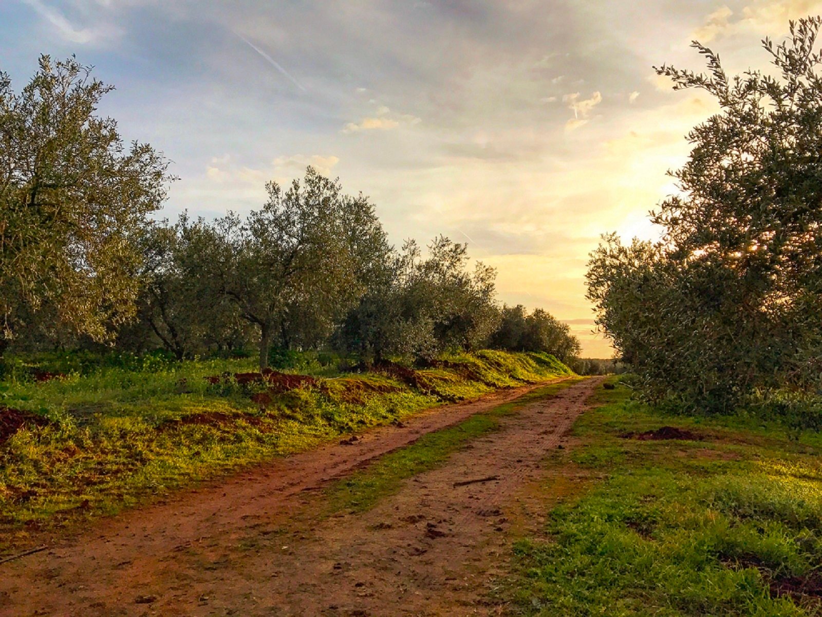 olive oil tasting in Seville — photo 4