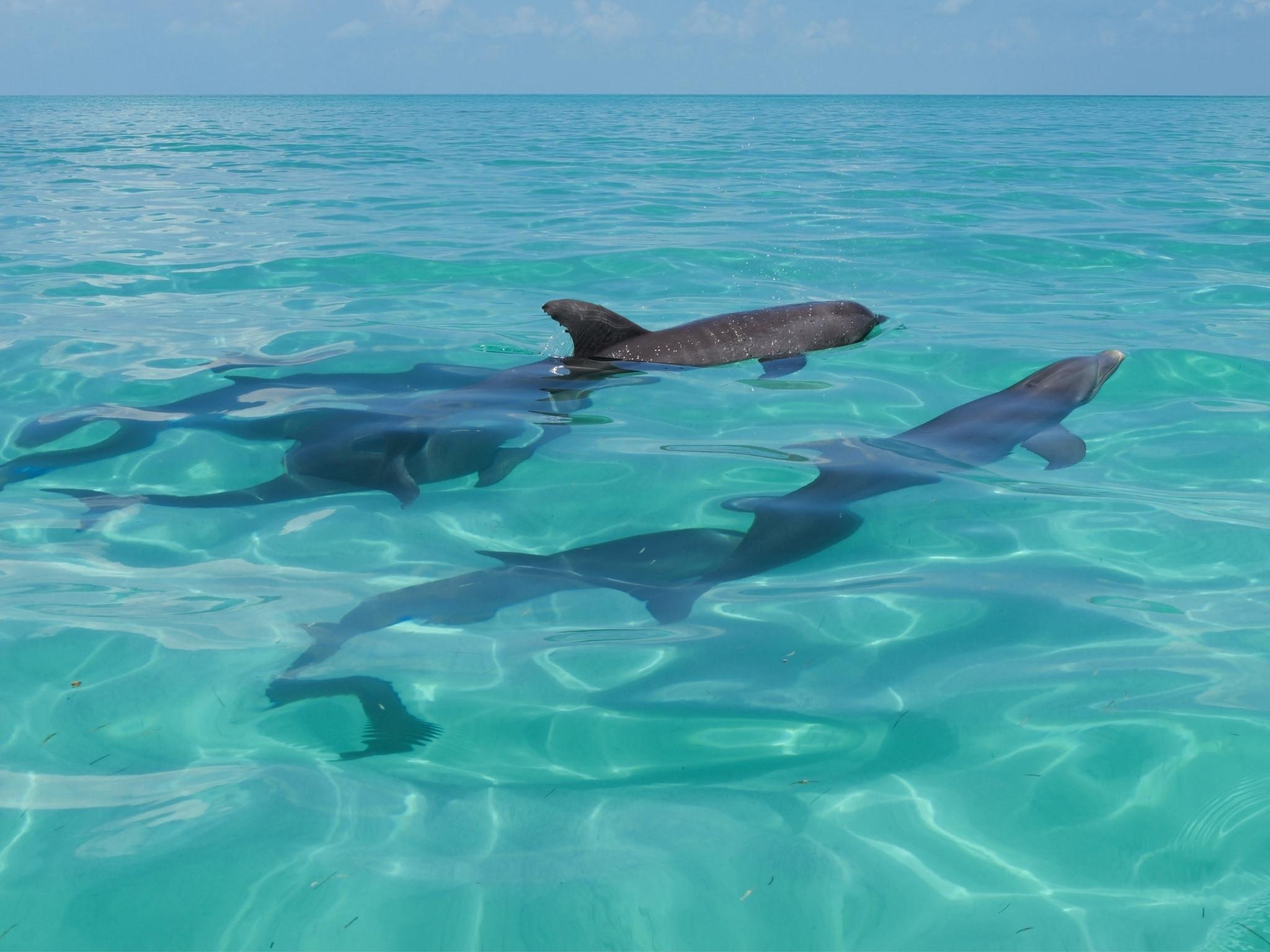 Sian Ka'an Reserve: Dolphins, Turtles & Snorkeling Day Trip