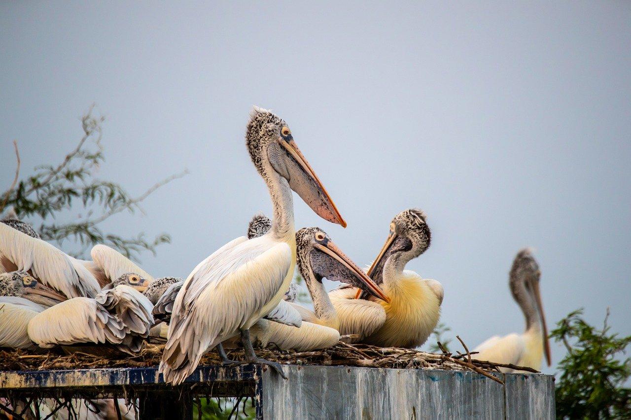 Keoladeo National Park Birdwatching Day Trip from Delhi