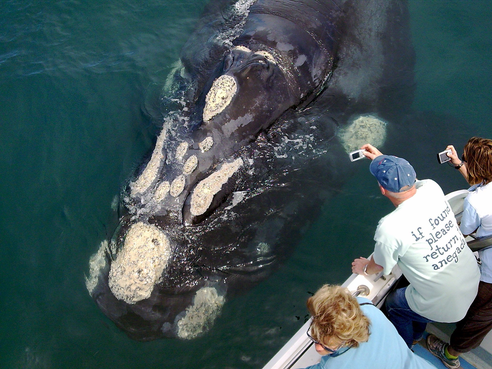 Hermanus & Gansbaai Whale Watching Adventure