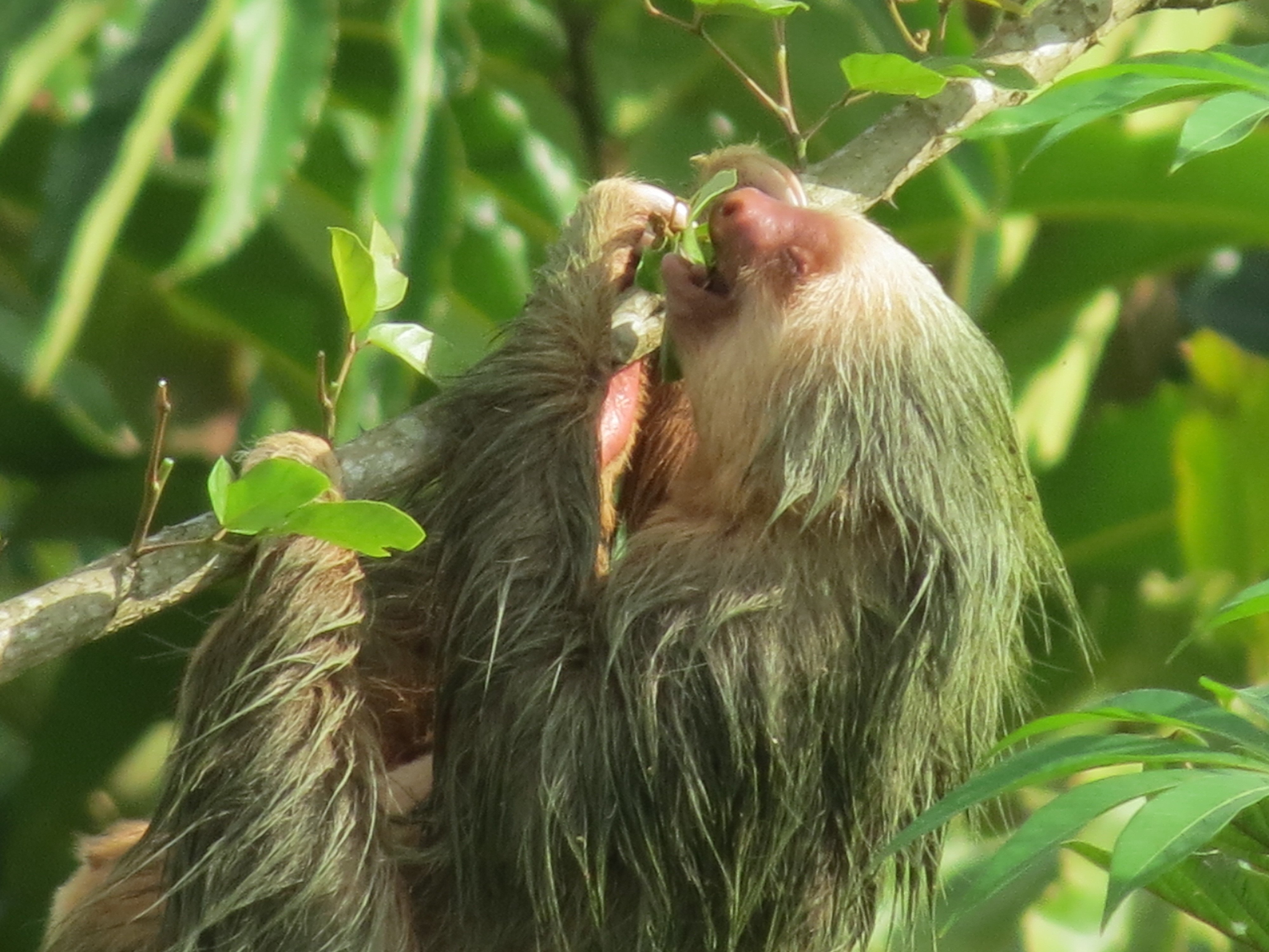 La Fortuna Wild Sloth Safari