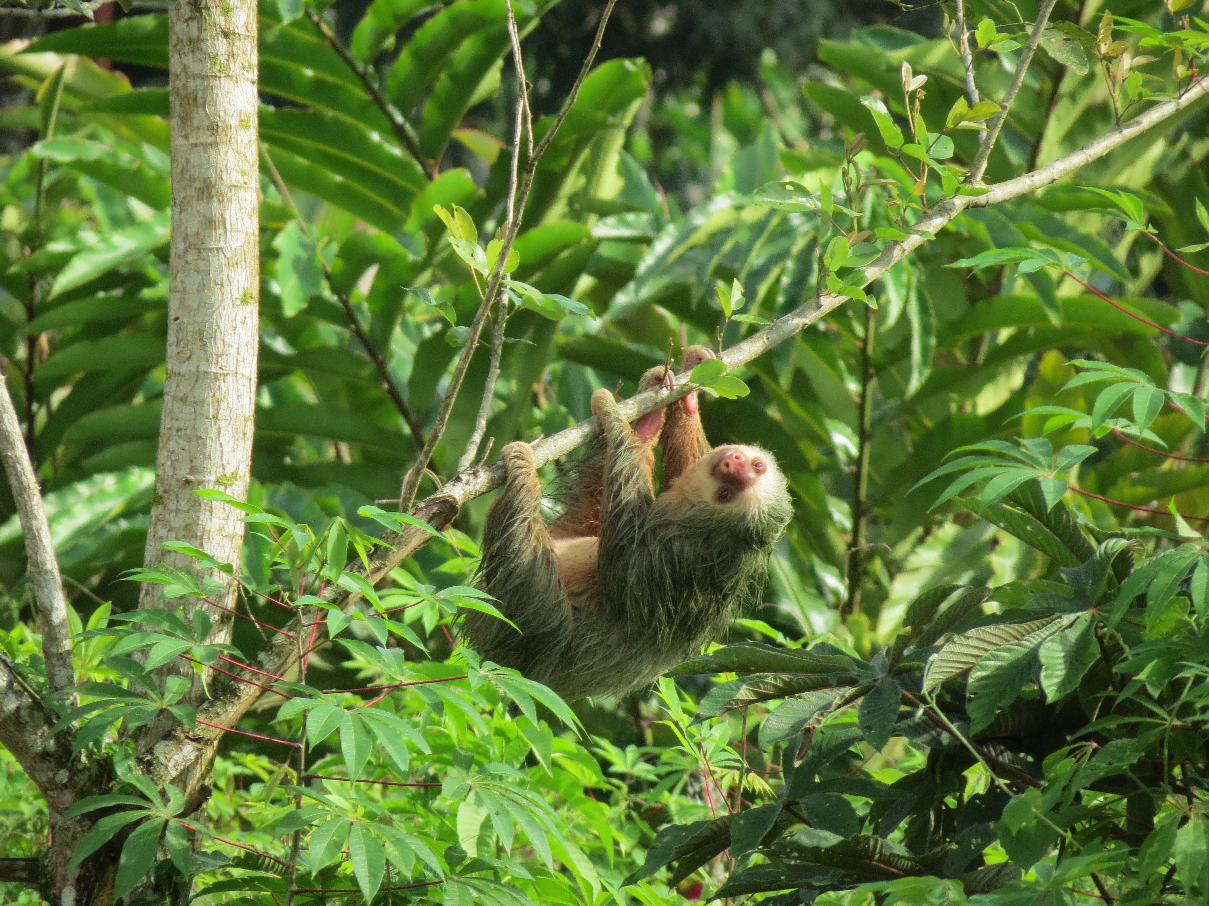 La Fortuna Wild Sloth Safari